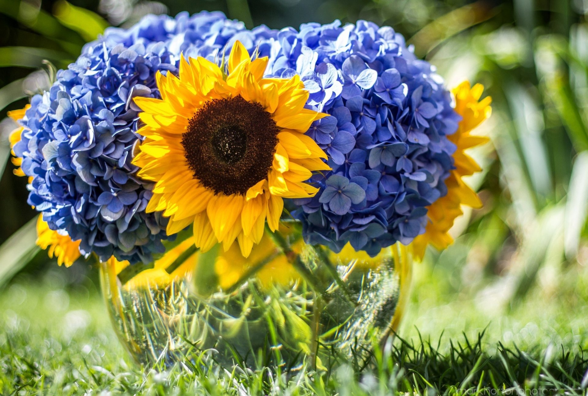 tournesol fleurs bleu fleur bouquet nature été