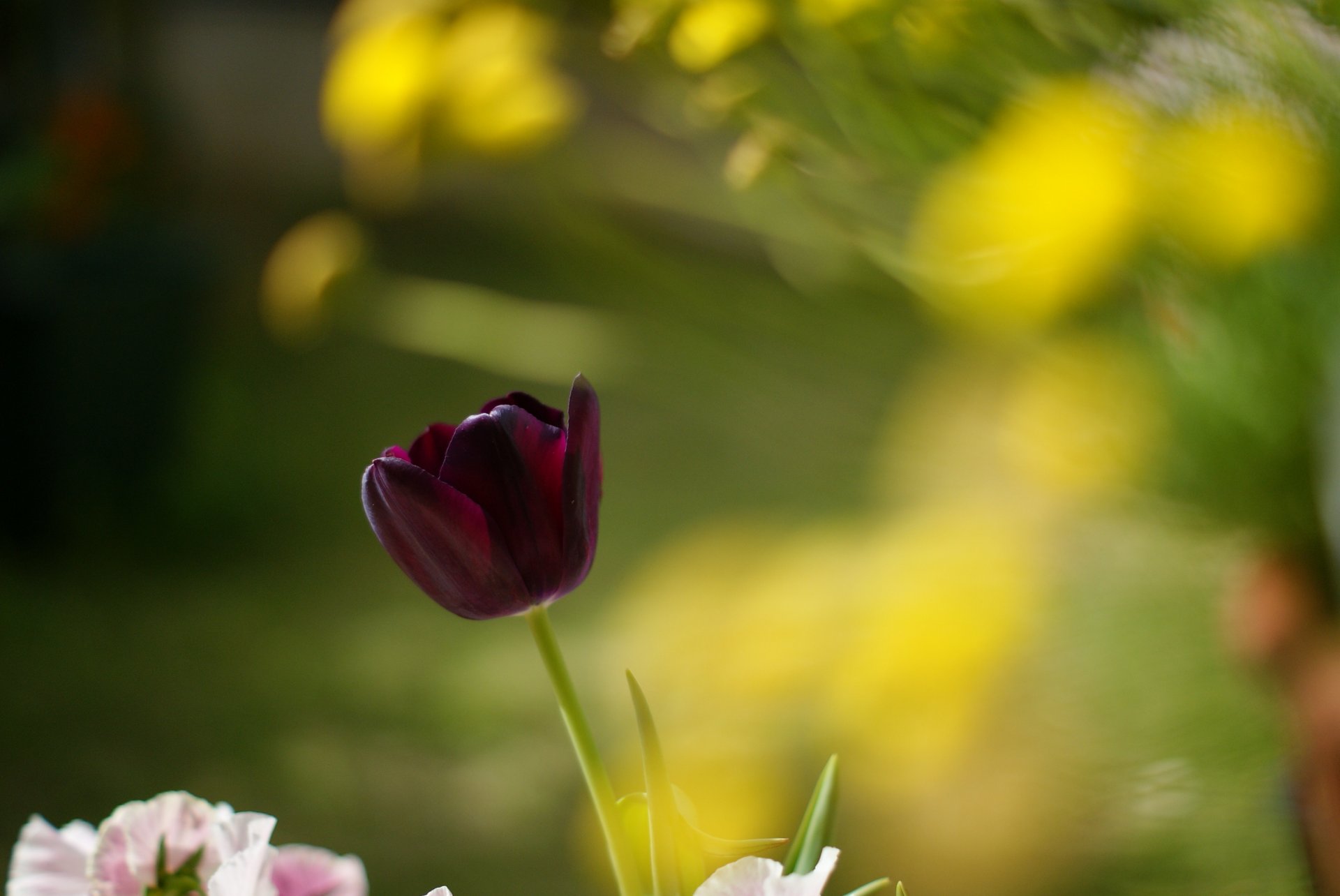 flower flowers close up red tulip tulips leaves blur background wallpaper widescreen full screen hd wallpapers fullscreen