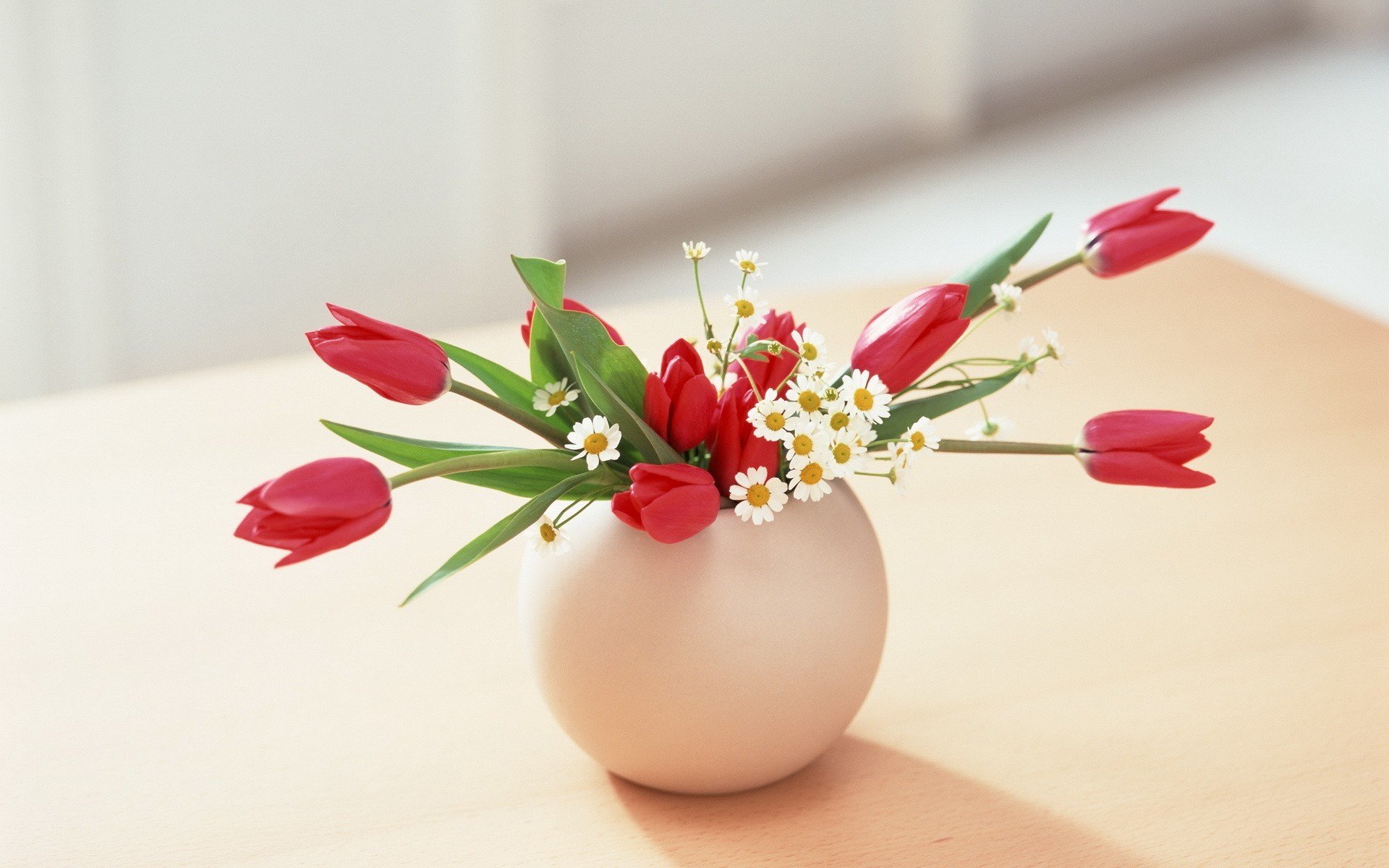 blumen blumen vase rosen gänseblümchen blätter grün rot hintergrund tapete