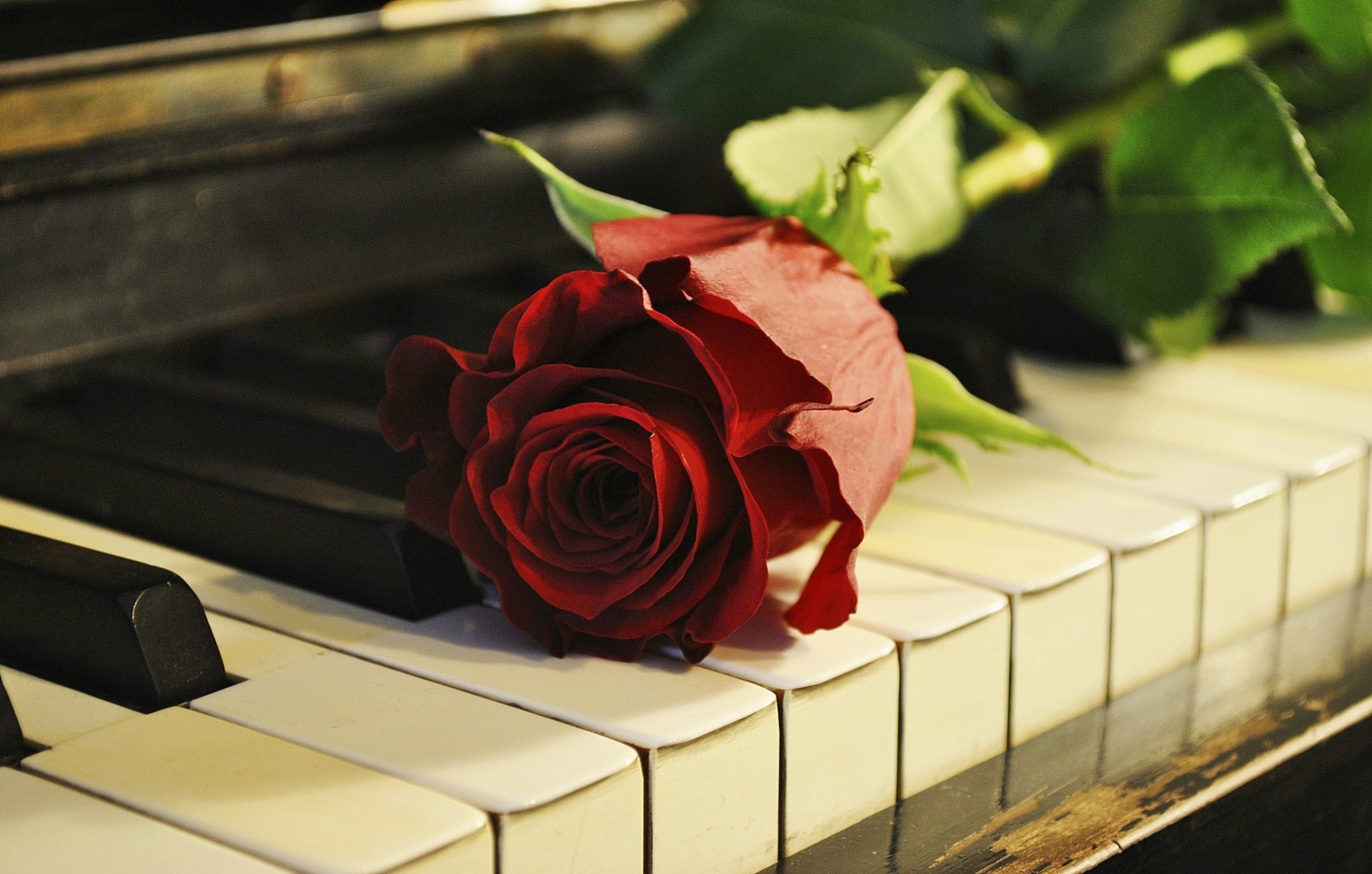 rosa flor piano piano teclas