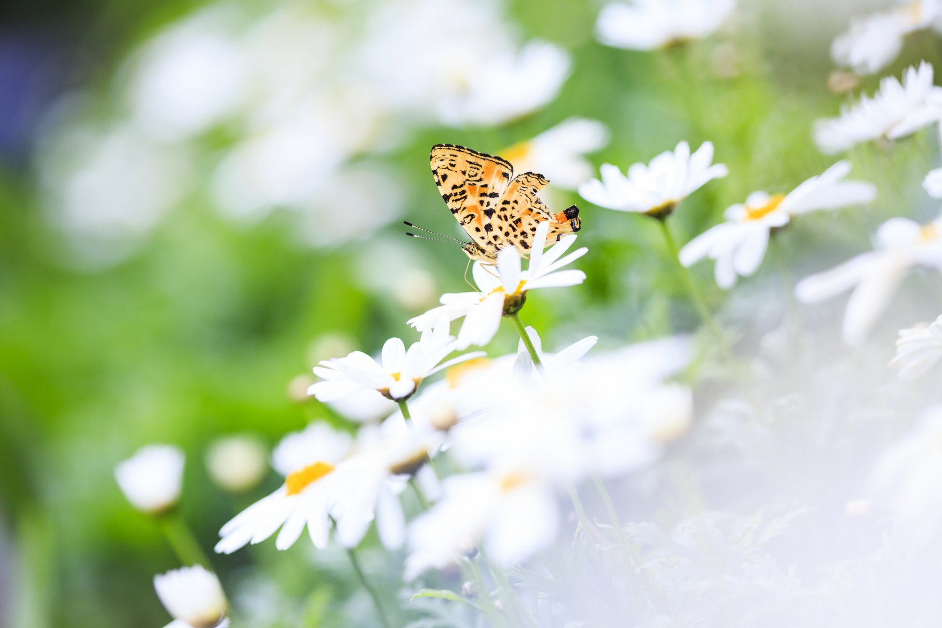 fleurs marguerites papillon ailes mise au point été nature