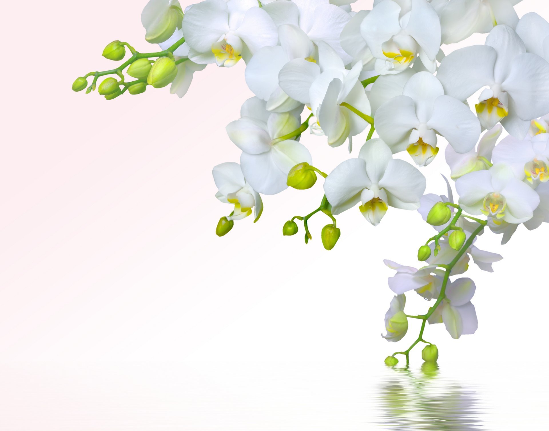 orchidee weiß blütenblätter filiale schönheit blumen zärtlichkeit wasser schoner orchideen phalaenopsis weiß spritzen