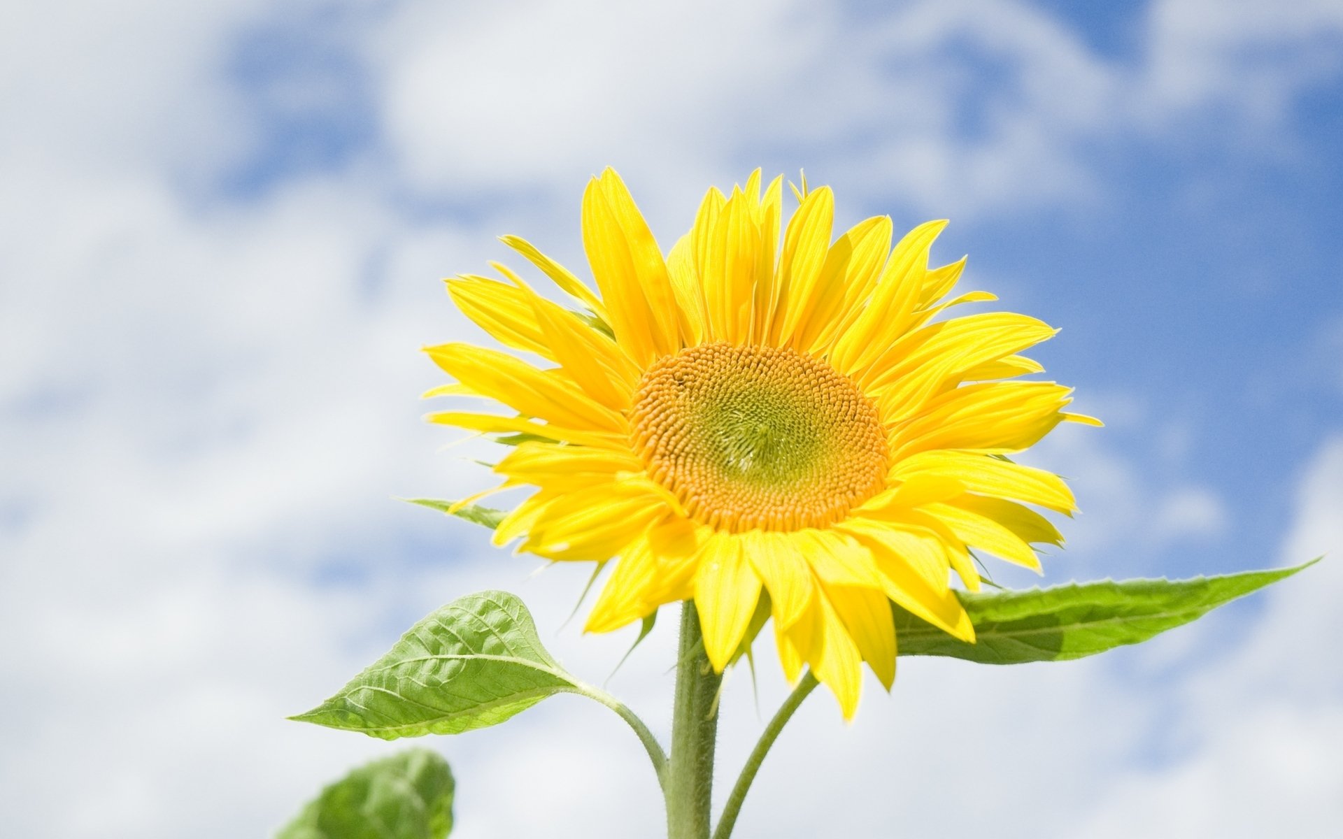 blumen blume blume sonnenblume hell blätter himmel blau hintergrund tapete widescreen vollbild widescreen widescreen