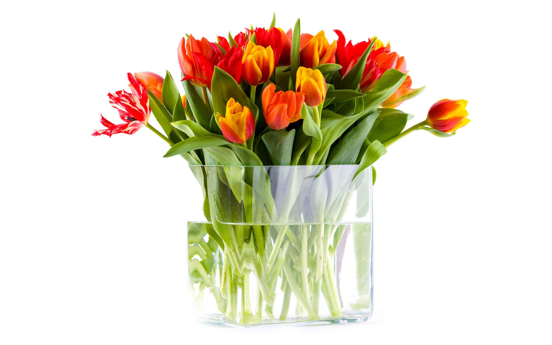 vase water flower bouquet tulip