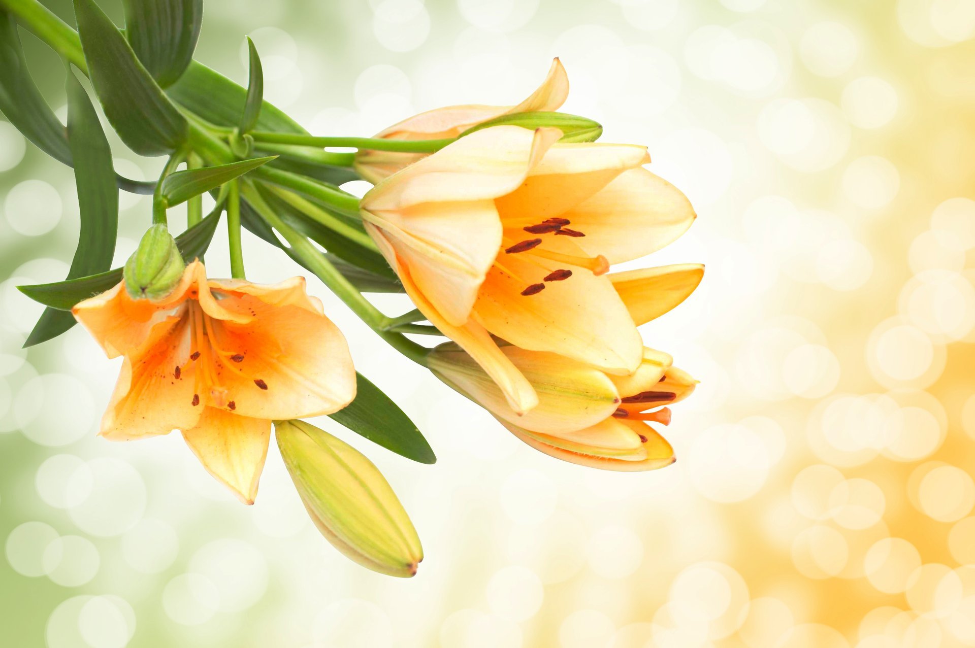 lilies yellow buds flower spring bokeh