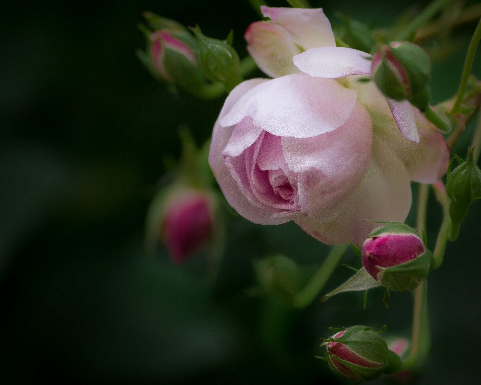 rose bourgeons pétales gros plan