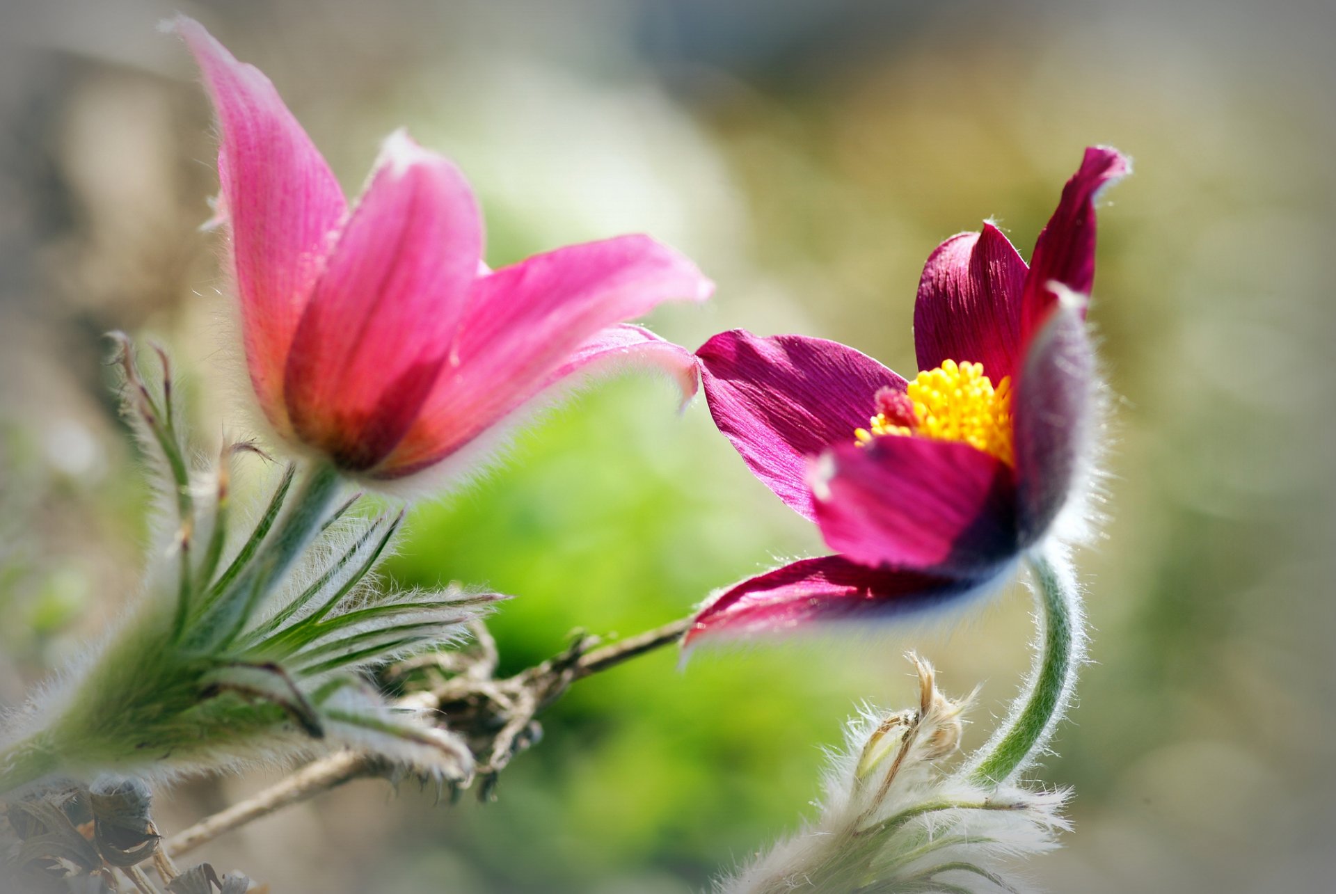 fiori rosa sfocatura sfondo