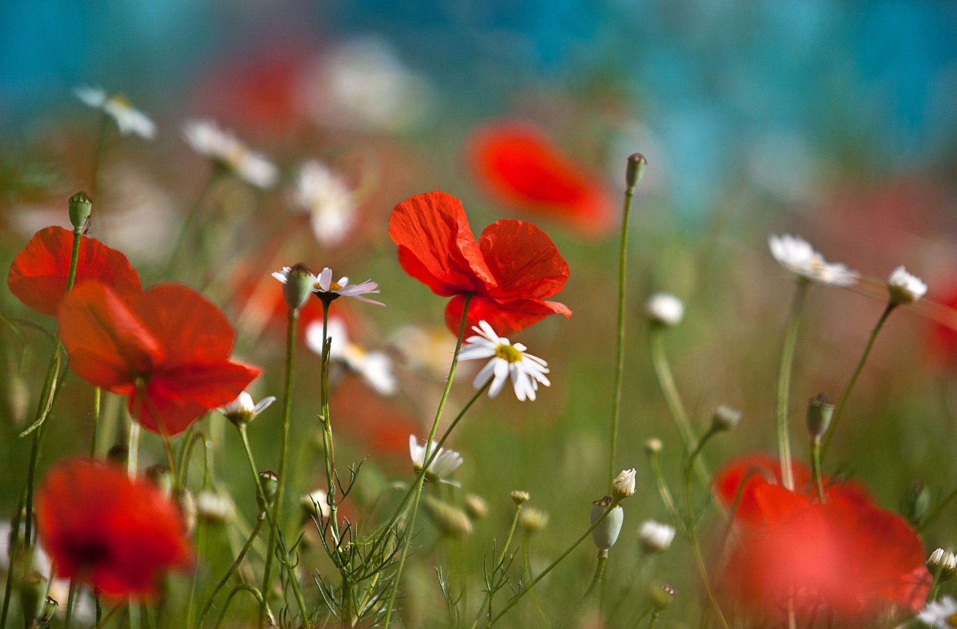 flowers flowers flowers poppy red field plant background wallpaper widescreen fullscreen widescreen