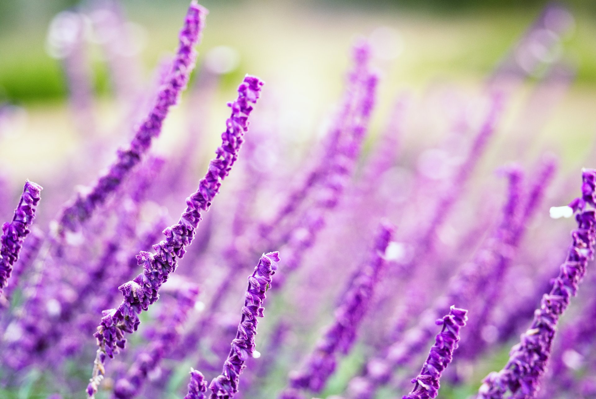 fiori fiori viola macro sfocatura campo sfondo carta da parati widescreen schermo intero widescreen widescreen