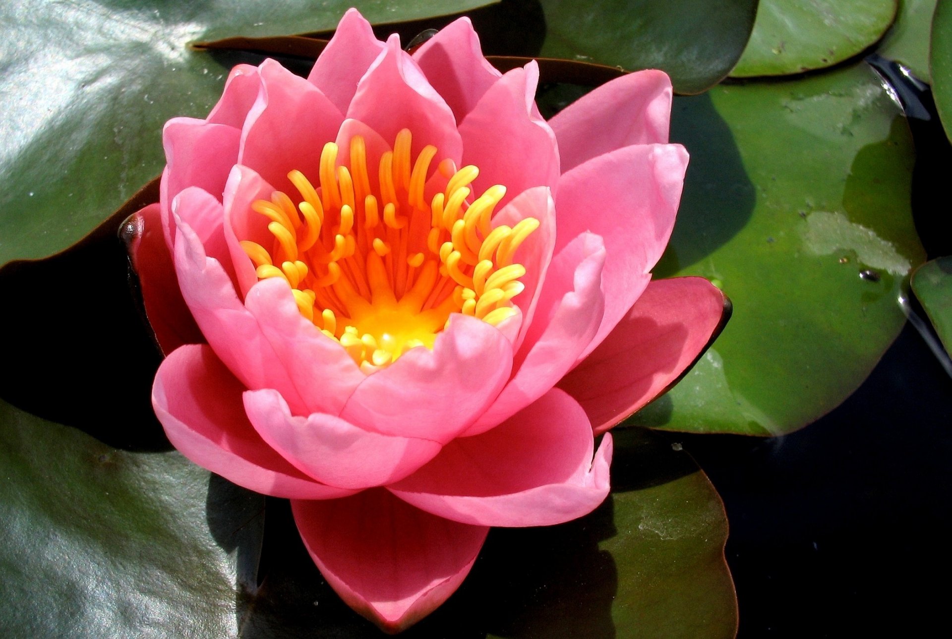 pink water lily water lily petals flower