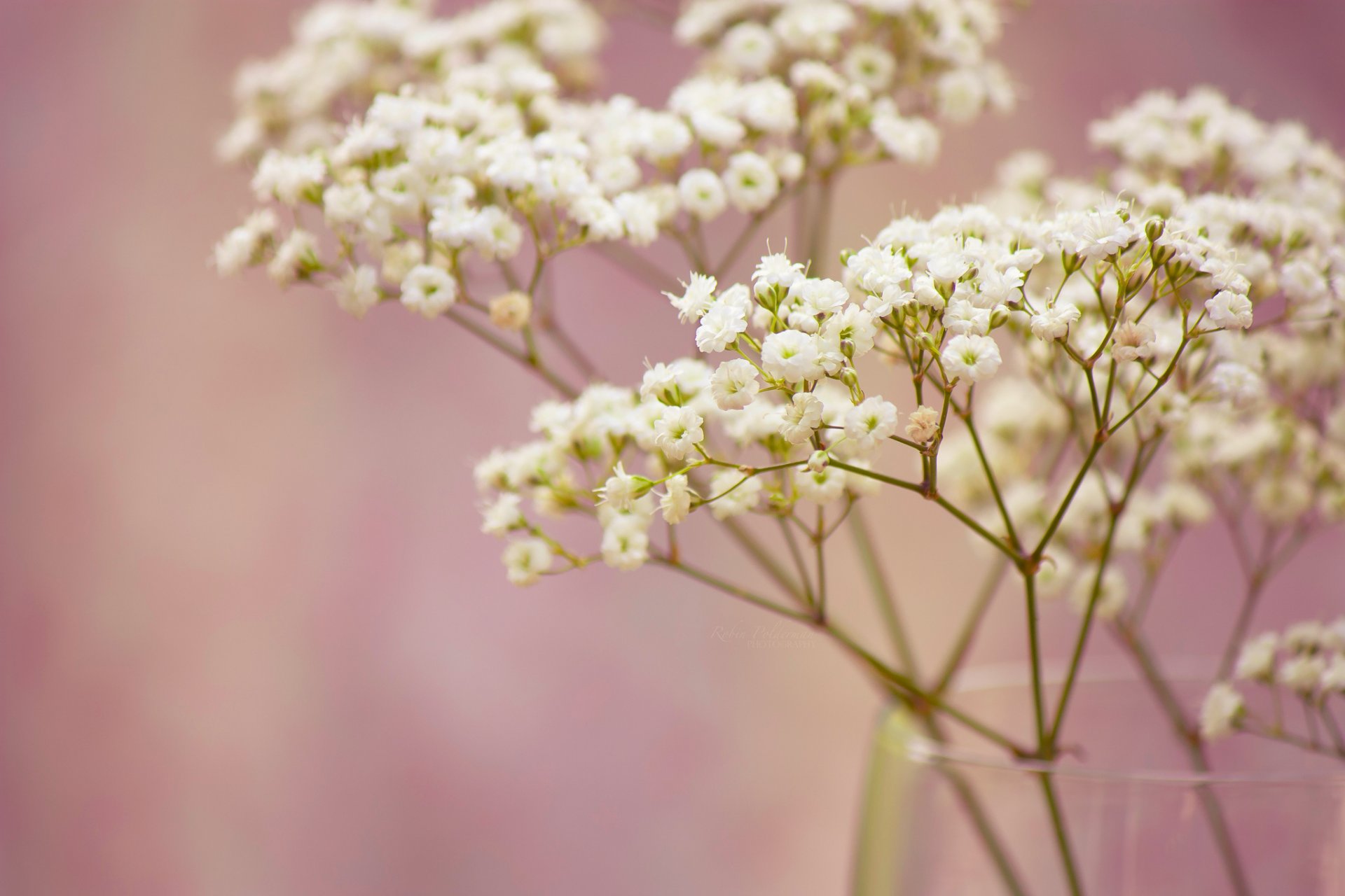 gypsophile fleurs petit blanc branche vase gros plan