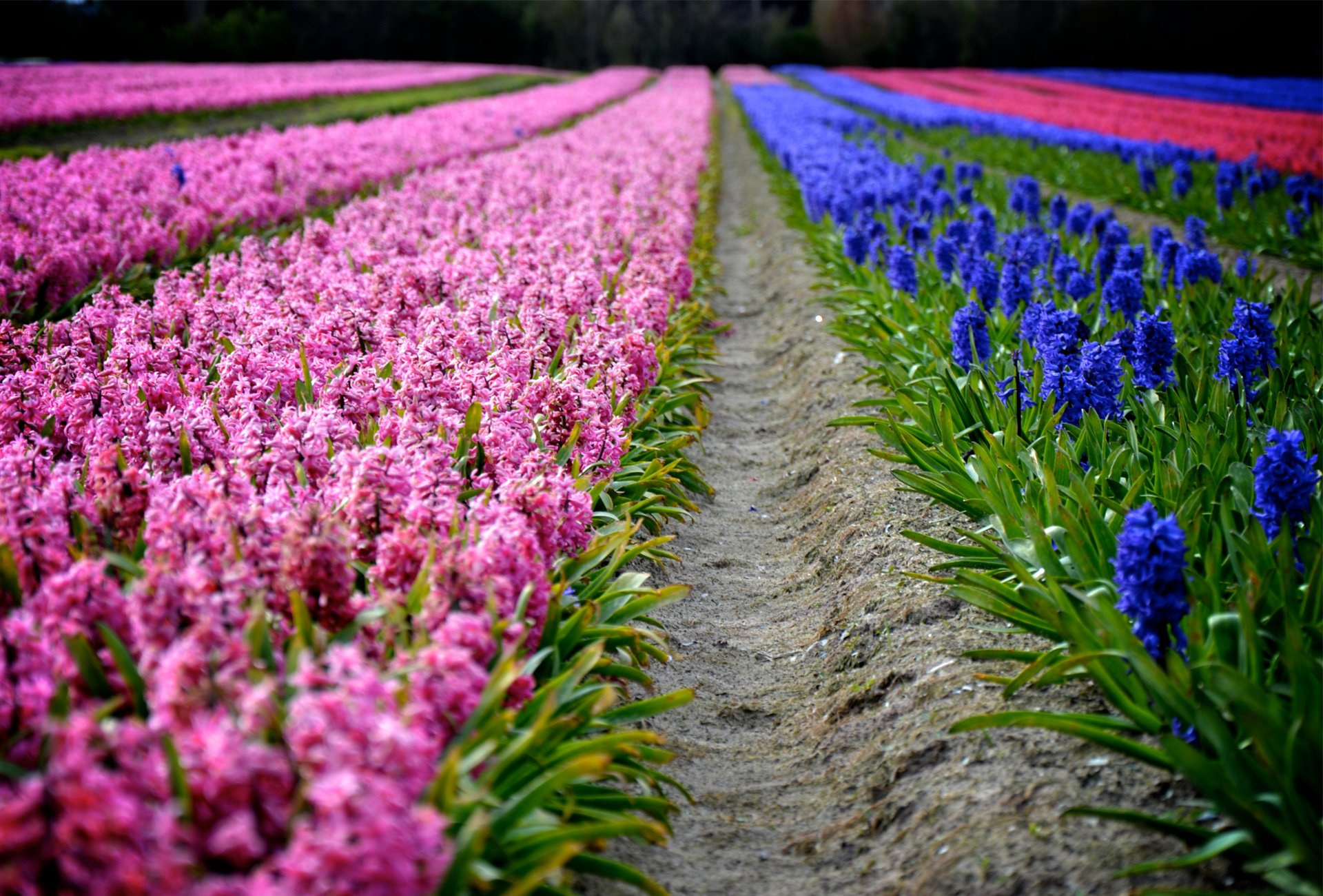 jacinthes printemps fleurs plantation rangées rose violet