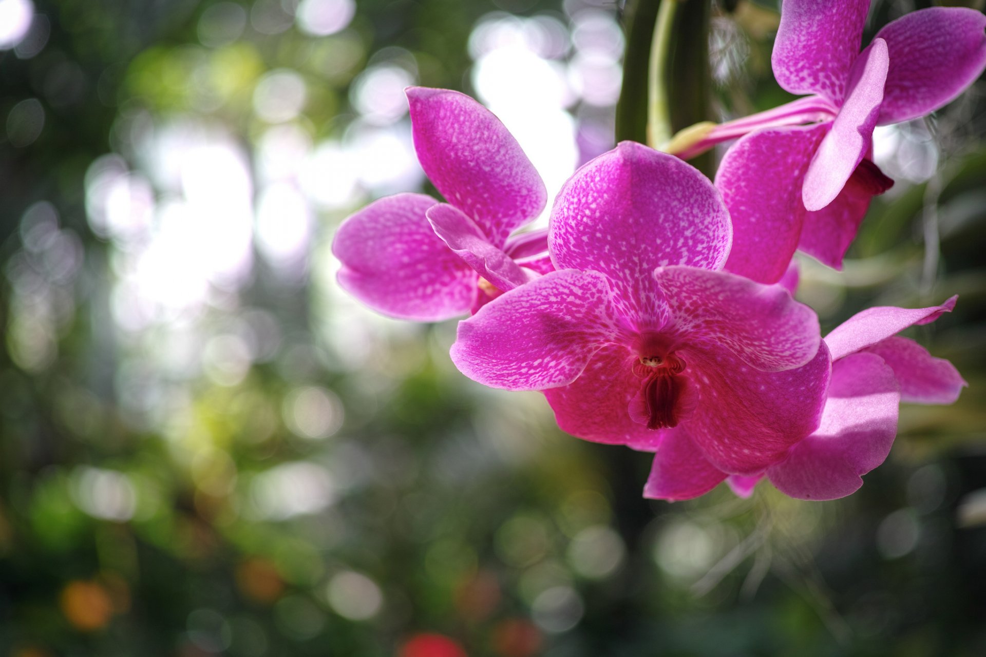 orchidée pourpre fleurs pétales gros plan flou éblouissement