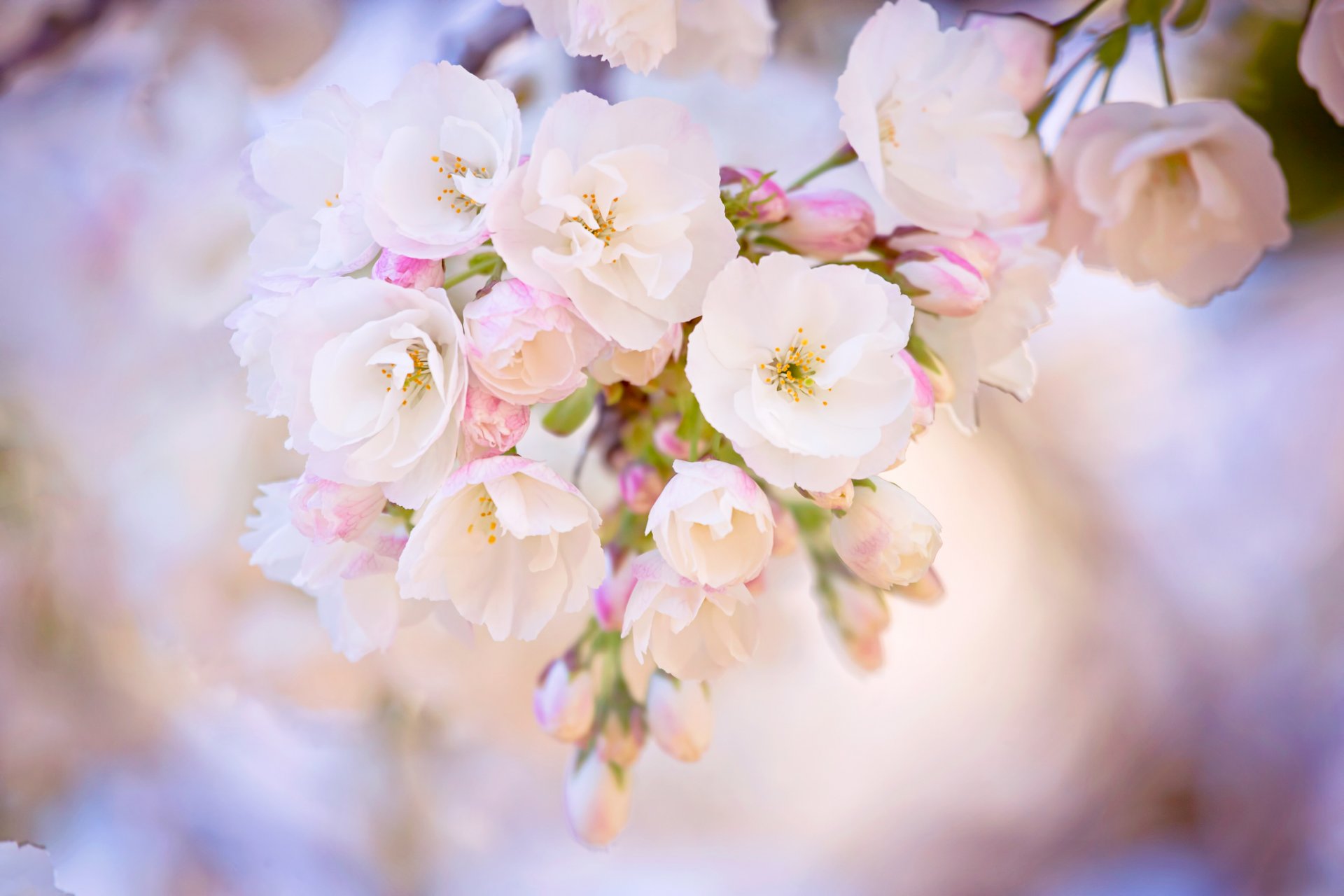 pring cherry bloom branch sakura close up blur pink