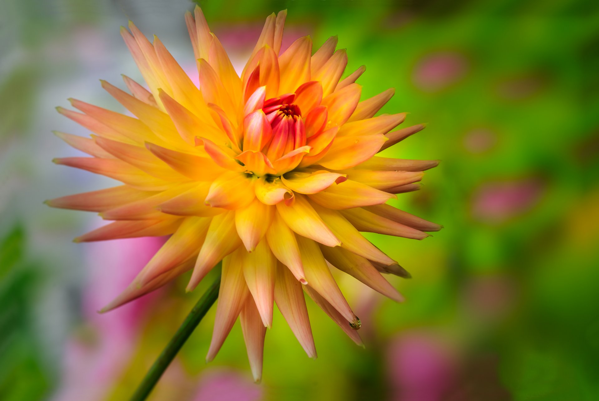 fleur jaune-orange dahlia goutte rosée fond