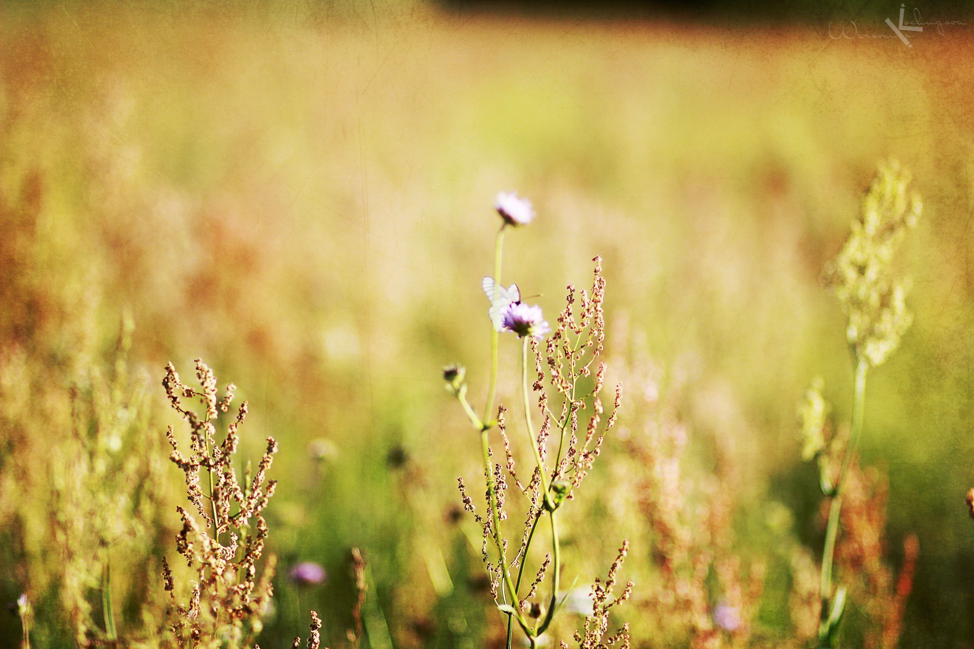 gros plan fleurs champ minimalisme