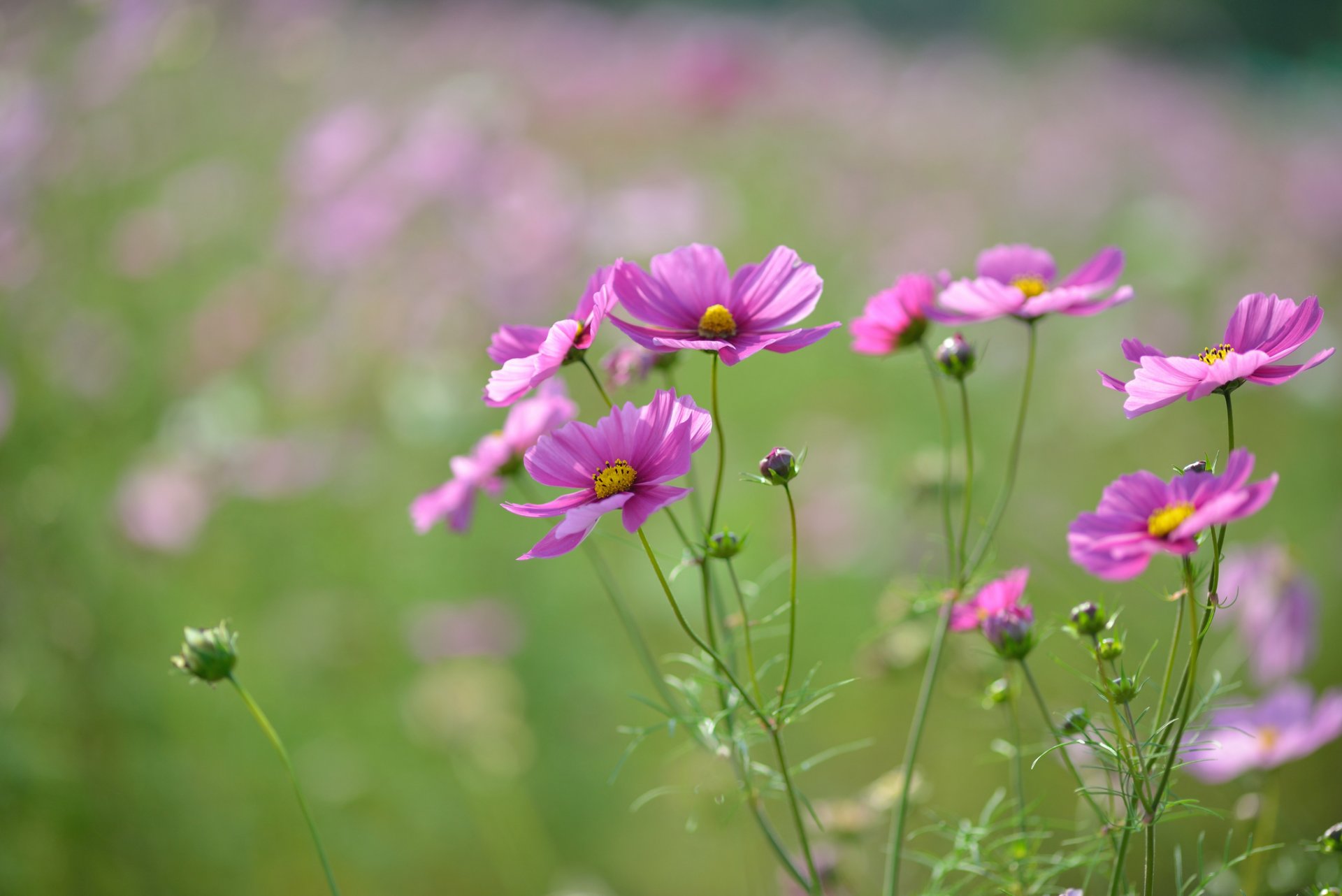 kosmea blumen rosa purpurrot blütenblätter knospen feld makro fokus unschärfe