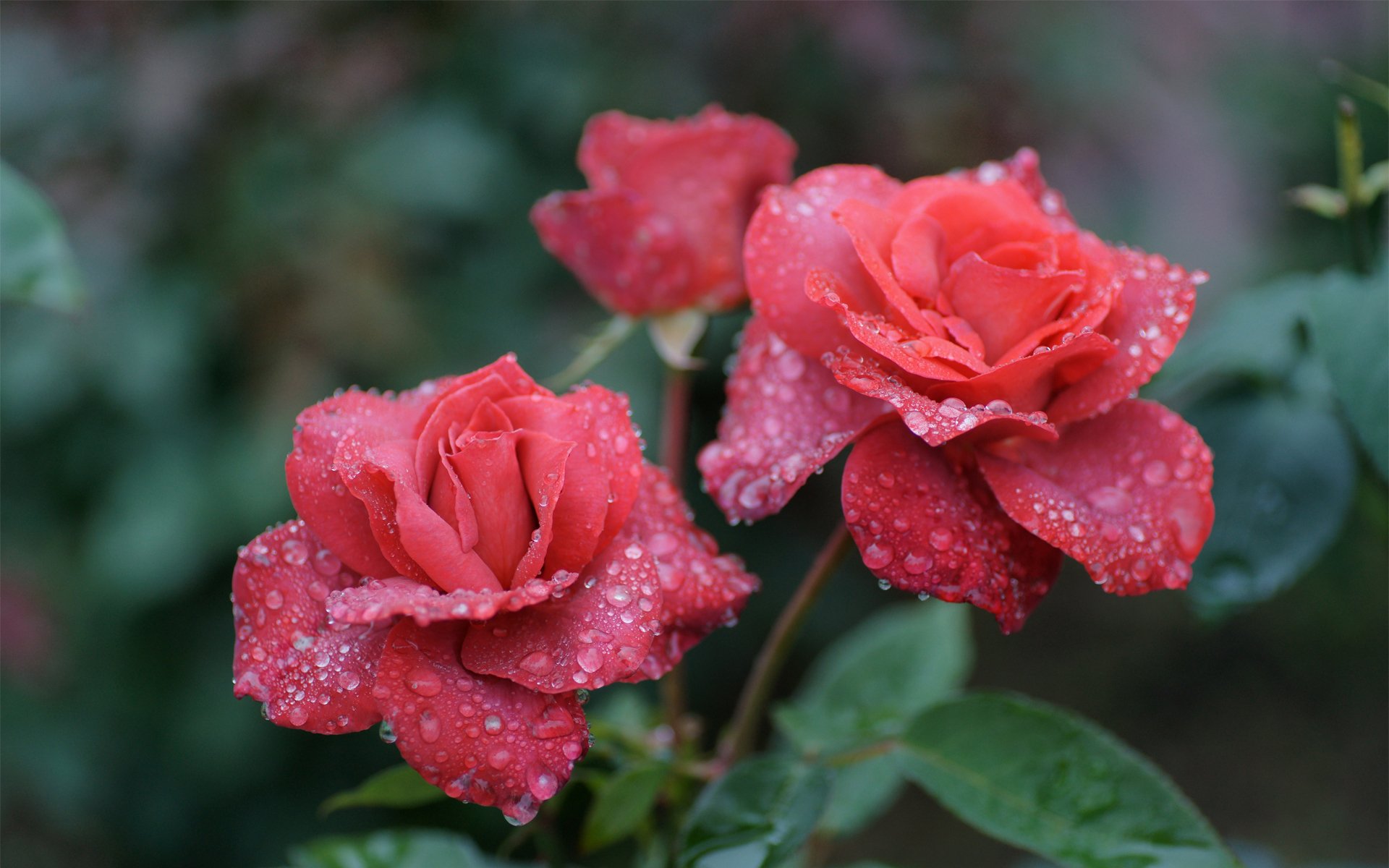 kwiaty róże krople rosa zieleń trzy różowe