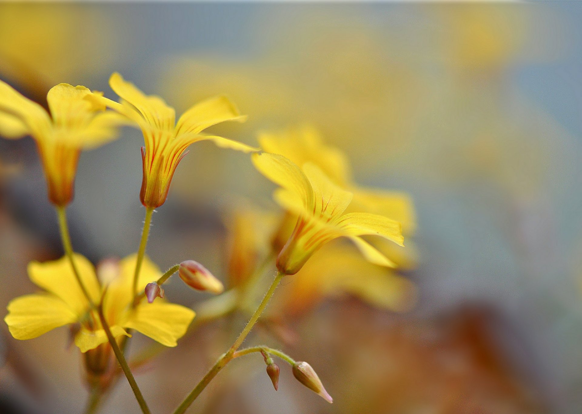 branches fleurs jaune bourgeons fond