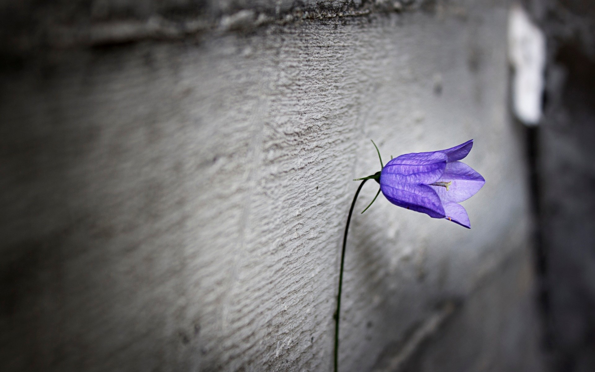 blumen blümchen lila einsamkeit unschärfe blume hintergrund tapete widescreen vollbild widescreen