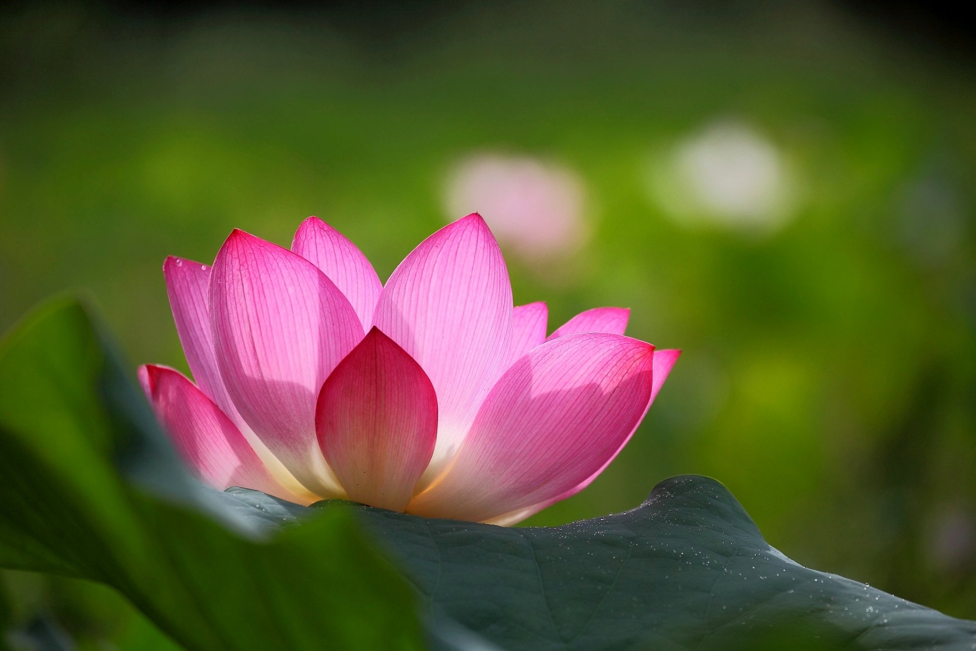 lotus fleur rose pétales feuilles vert fond flou