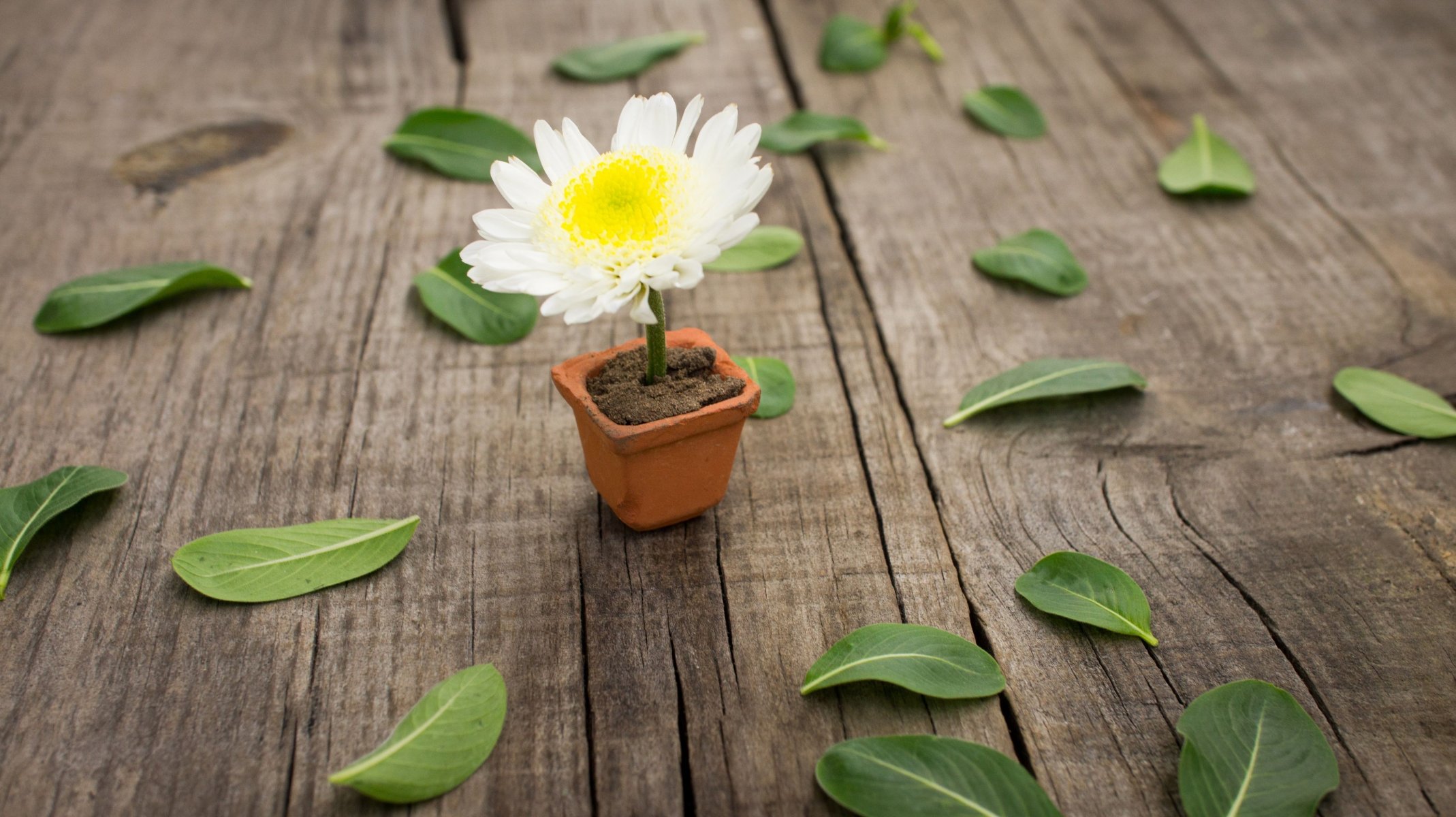 flowers flower white yellow pot leaves leaves leaves background wallpaper widescreen fullscreen widescreen widescreen