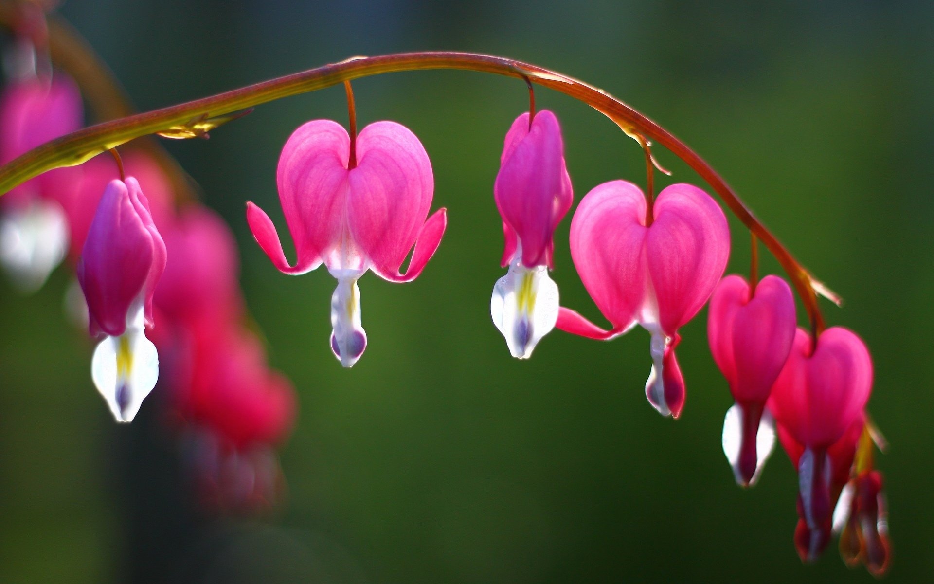 flower flowers broken heart crying heart pink branch tree background blur wallpaper widescreen full screen hd wallpaper