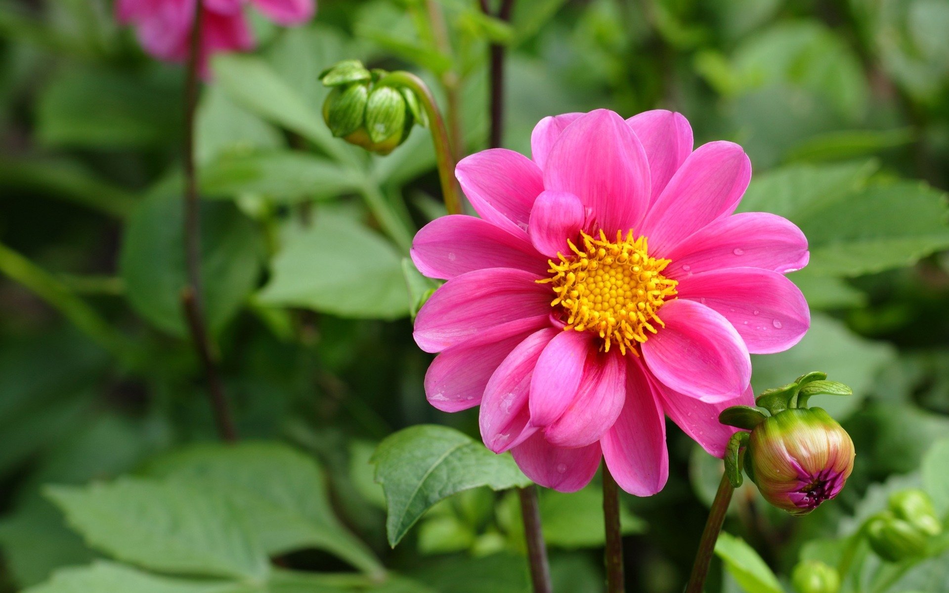 flor dalia rosa brotes hojas vegetación