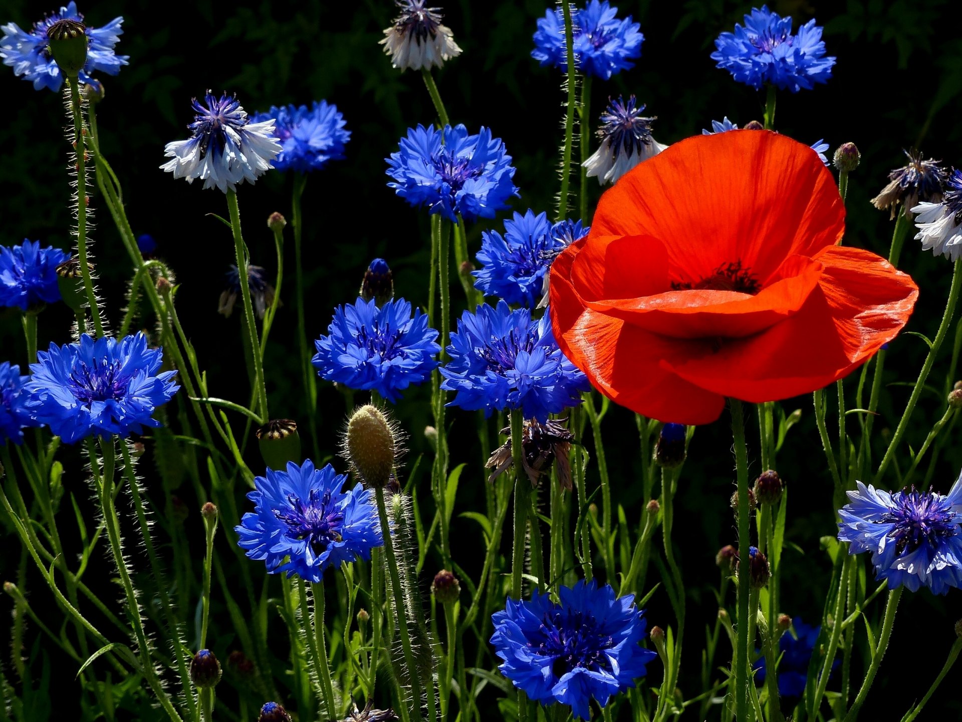 mohn kornblumen wiese