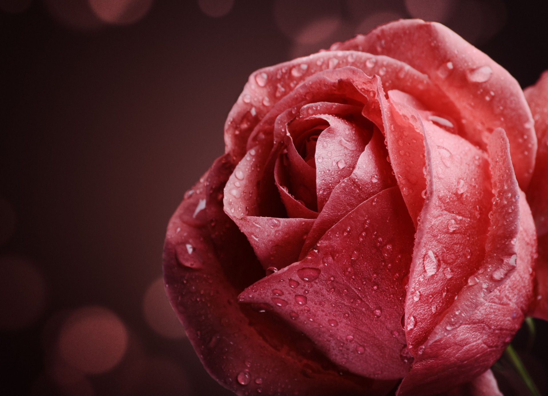 flowers flower flower rose pink drops water dew macro macro background wallpaper widescreen fullscreen widescreen