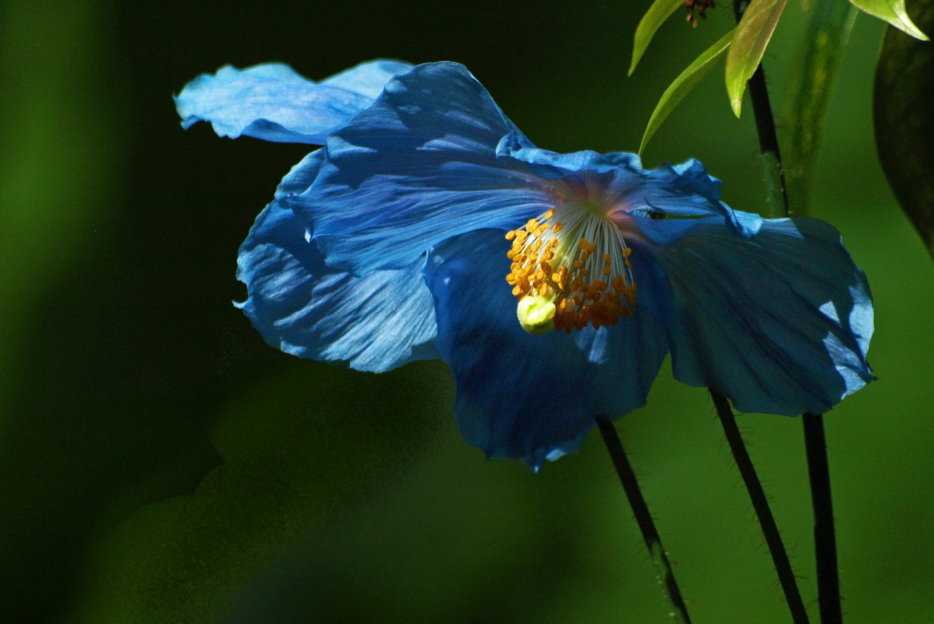 flower blue leaves background