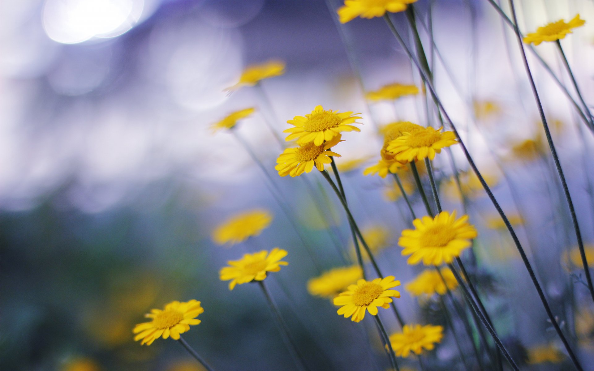 marguerites fleurs jaune gros plan nature