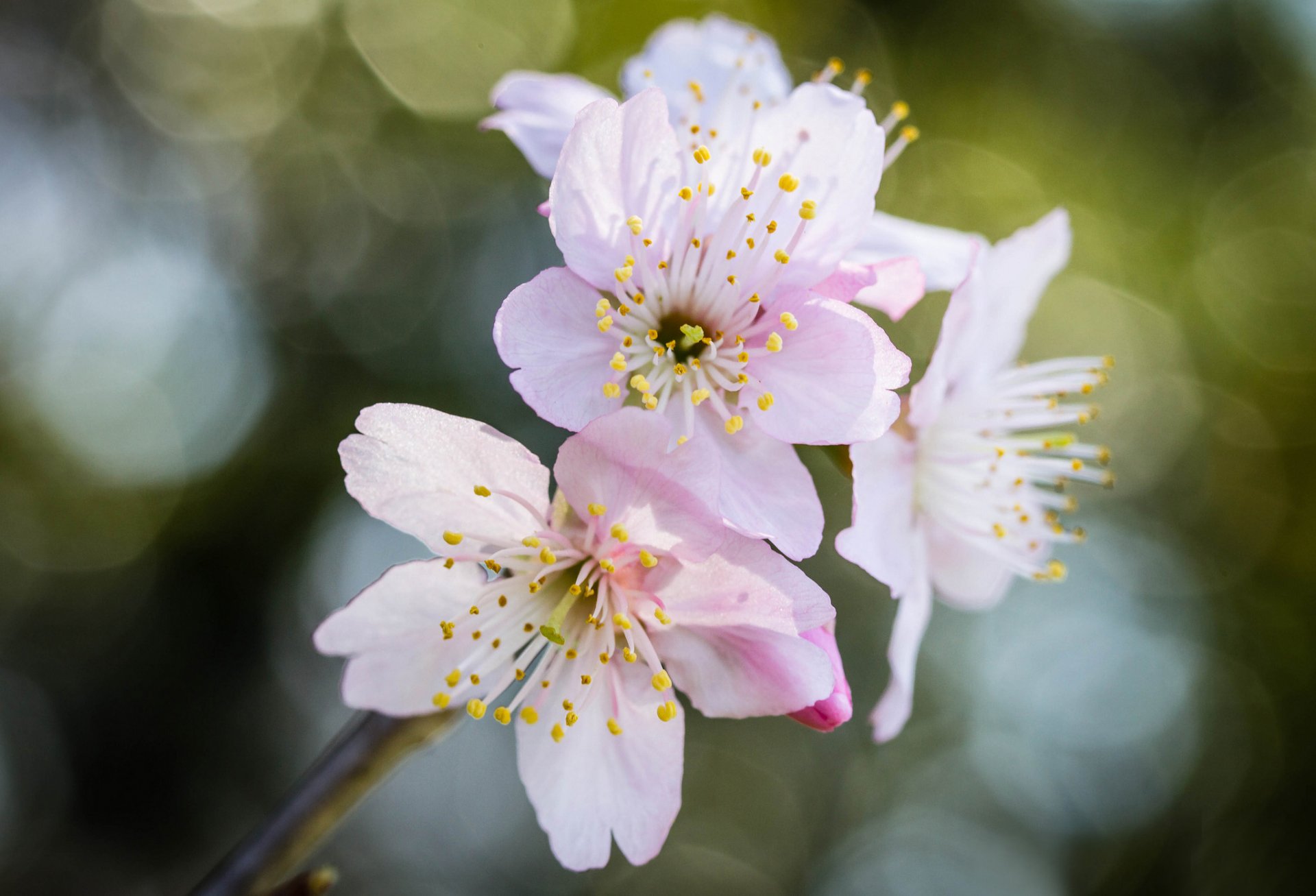 zweig blumen rosa sakura blendung bokeh