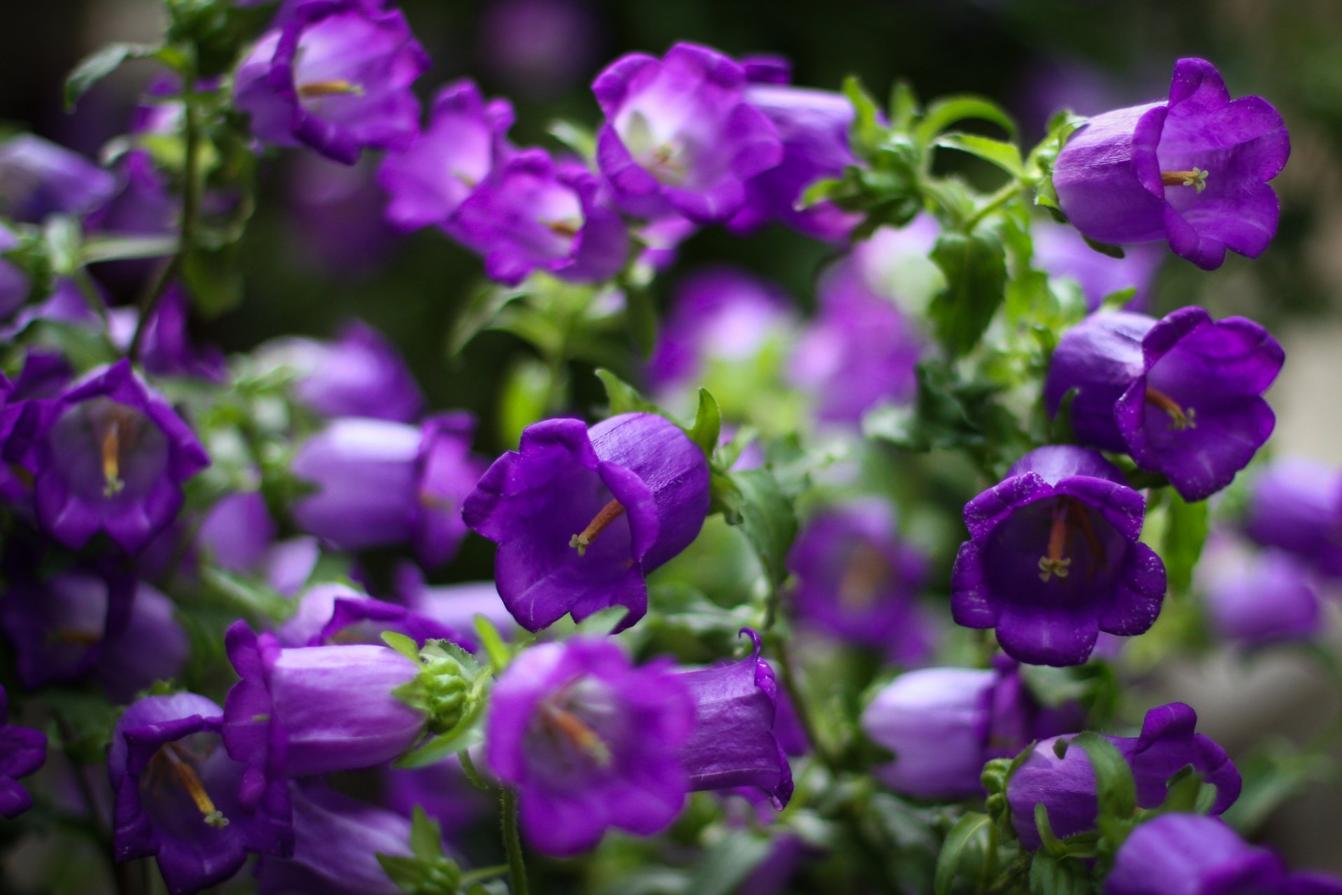 campanas flores púrpura pétalos macro enfoque