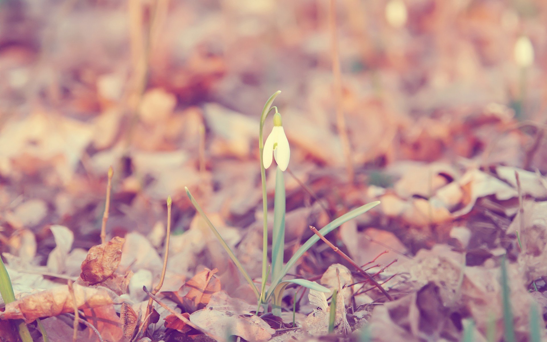 flores planta campanilla de invierno galanthus hojas fondo papel pintado