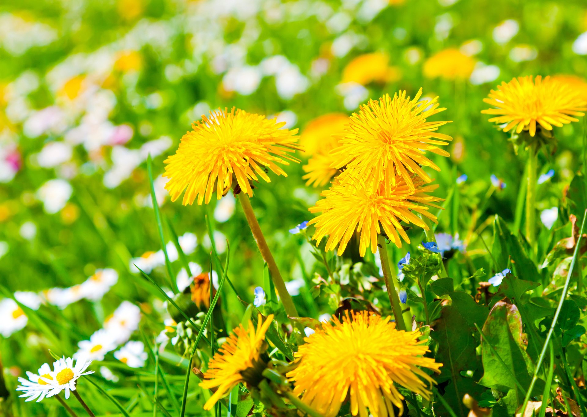 radura fiori margherite denti di leone giallo