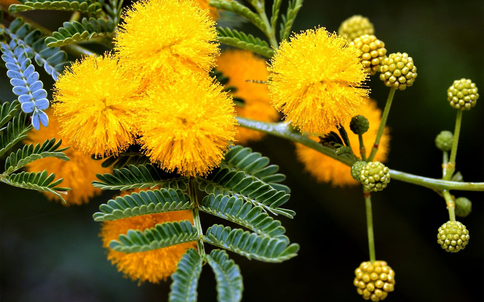 primavera mimosa árbol amarillo brotes