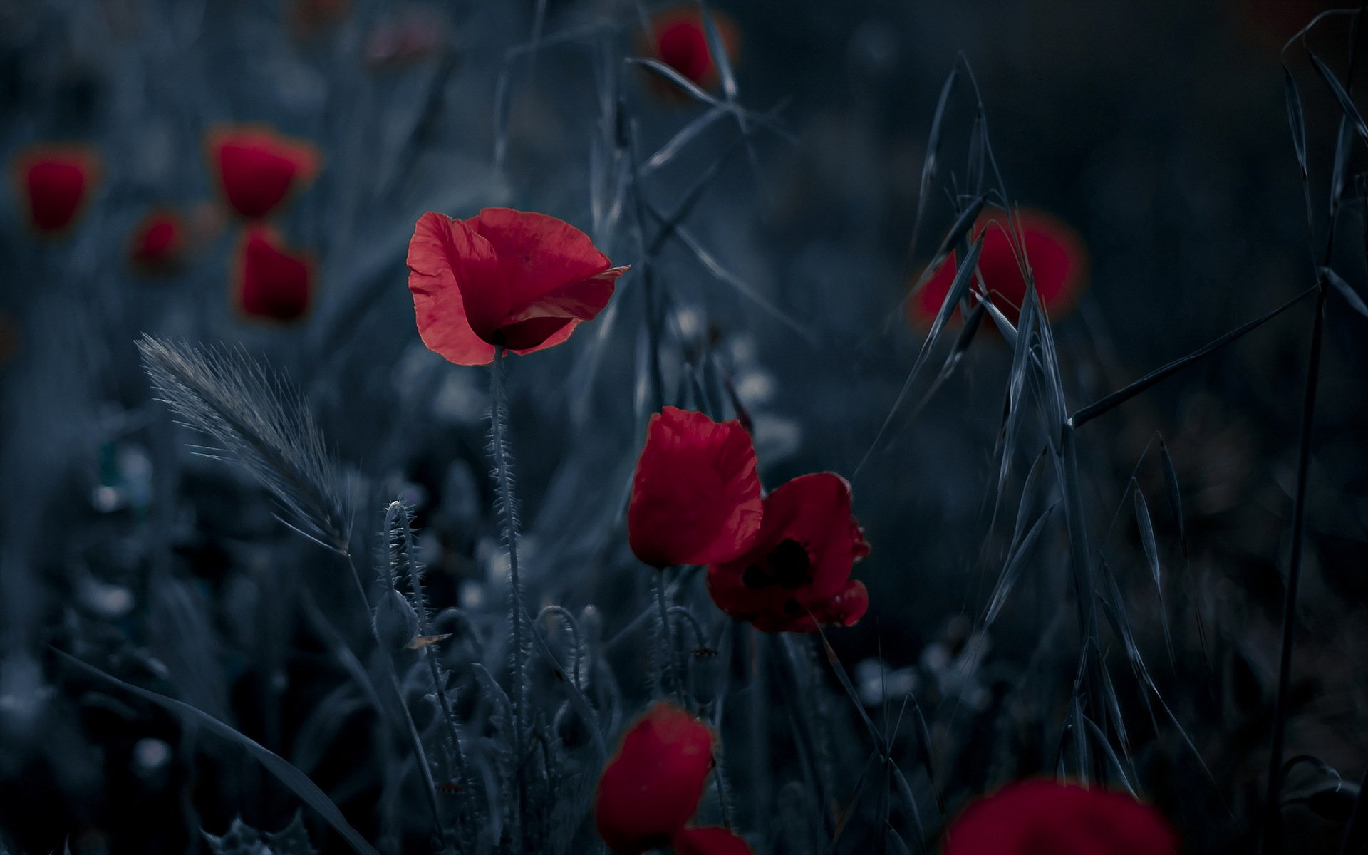 fiori papaveri natura sfondo