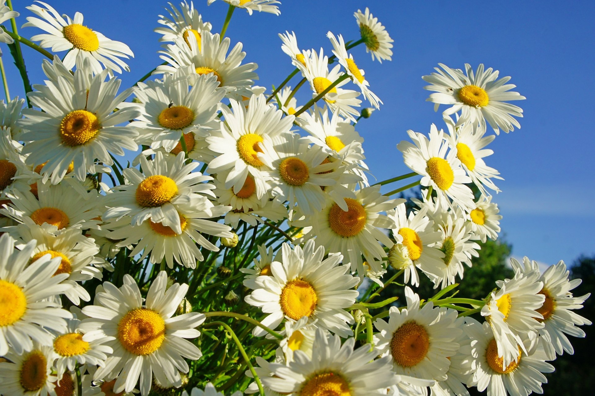 chamomile summer sun