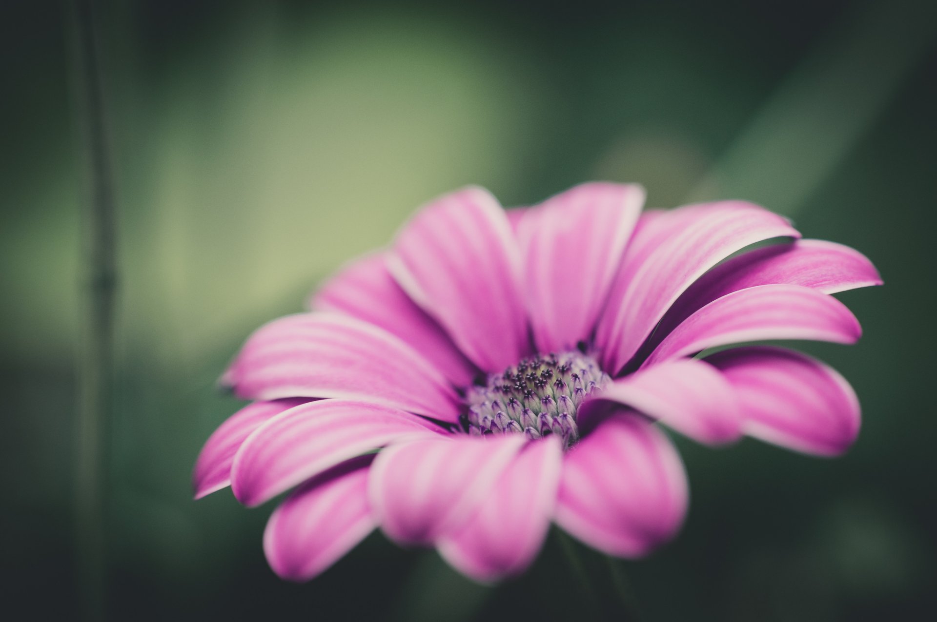 pink flower petals close up focu