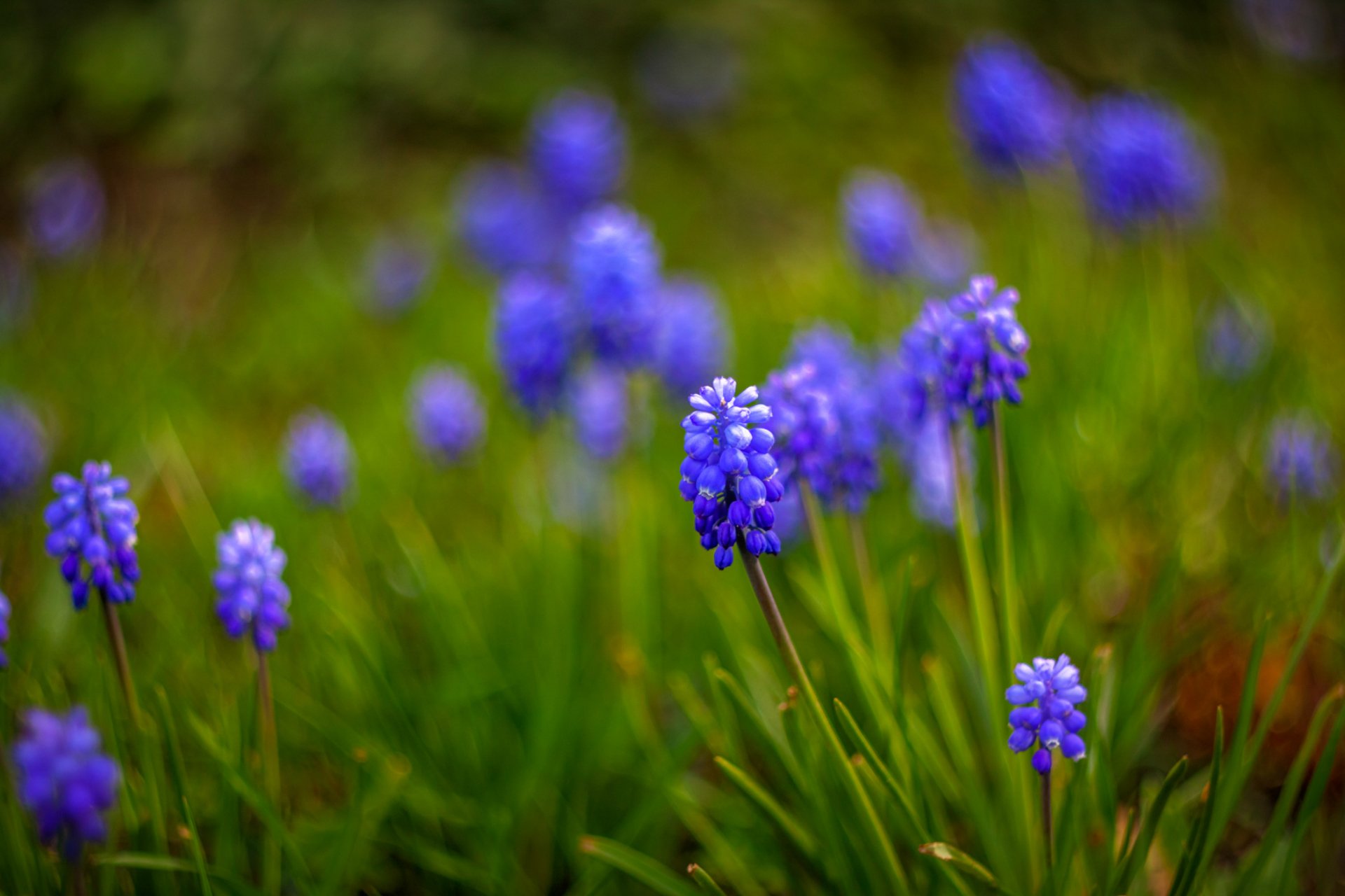 muscari flores azul macro desenfoque