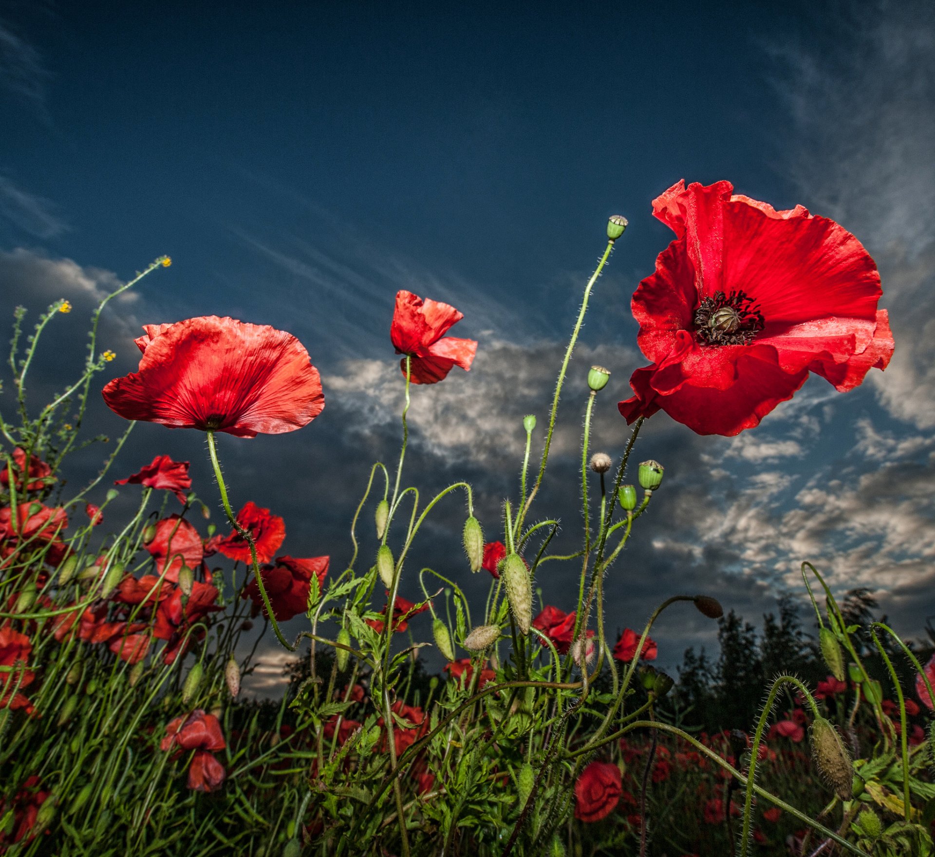 flower poppies red background