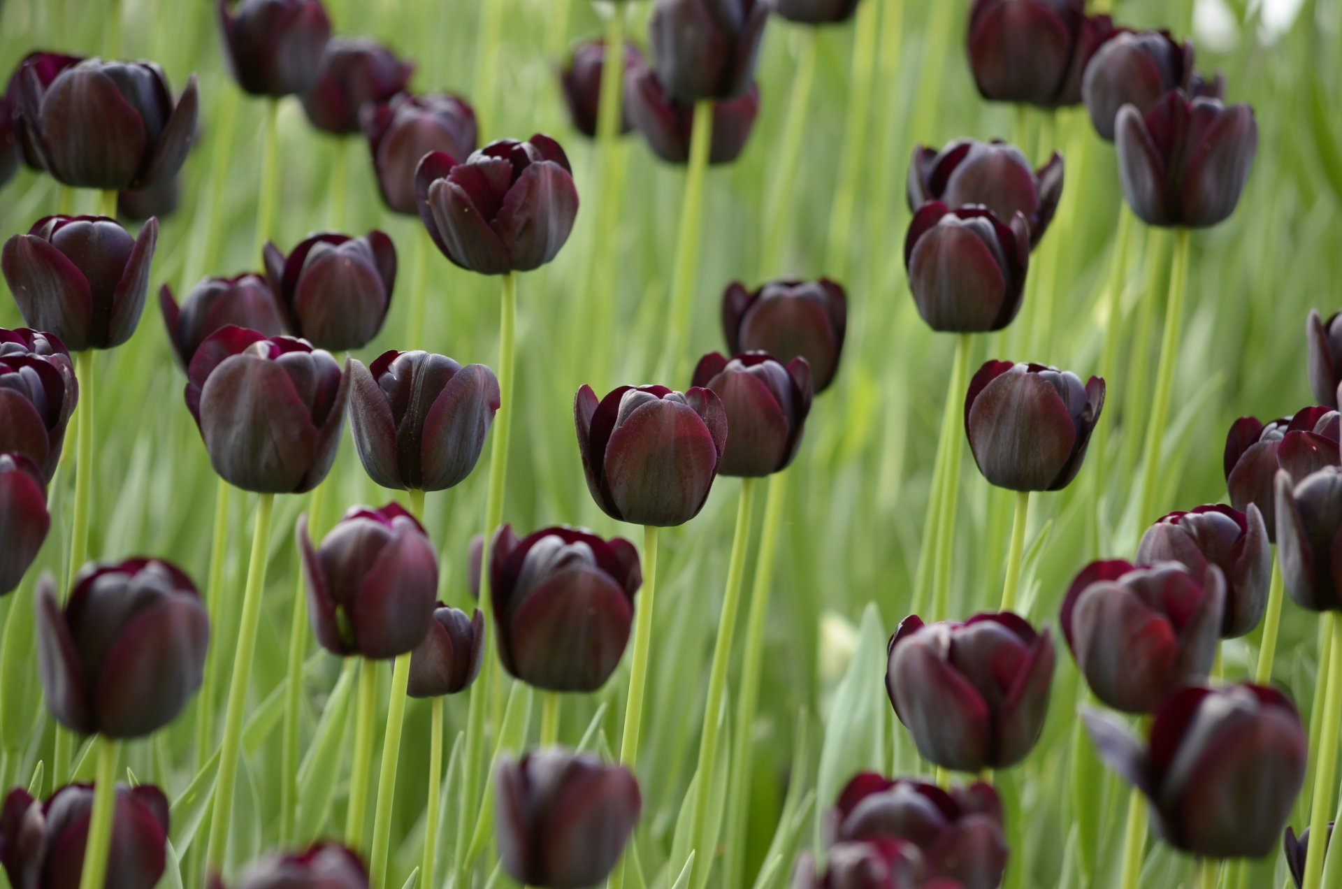 tulips the dark black the field field