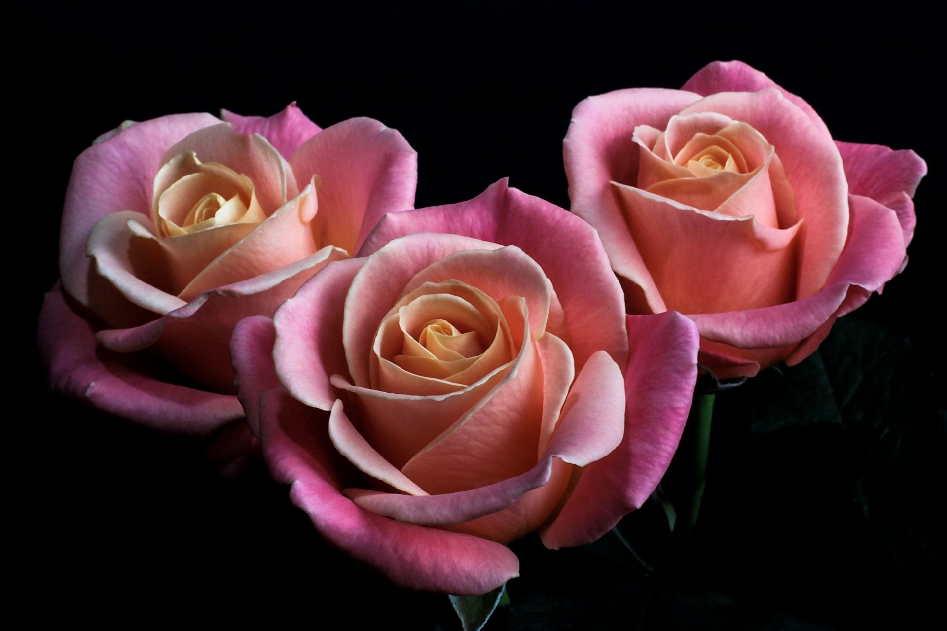 roses flower pink buds petals black background