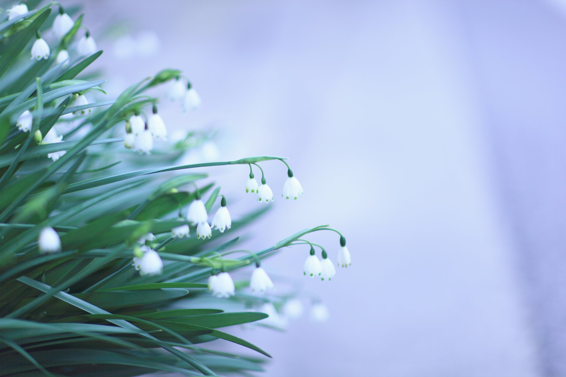 blanco flores campanillas de nieve verde hojas fondo primavera