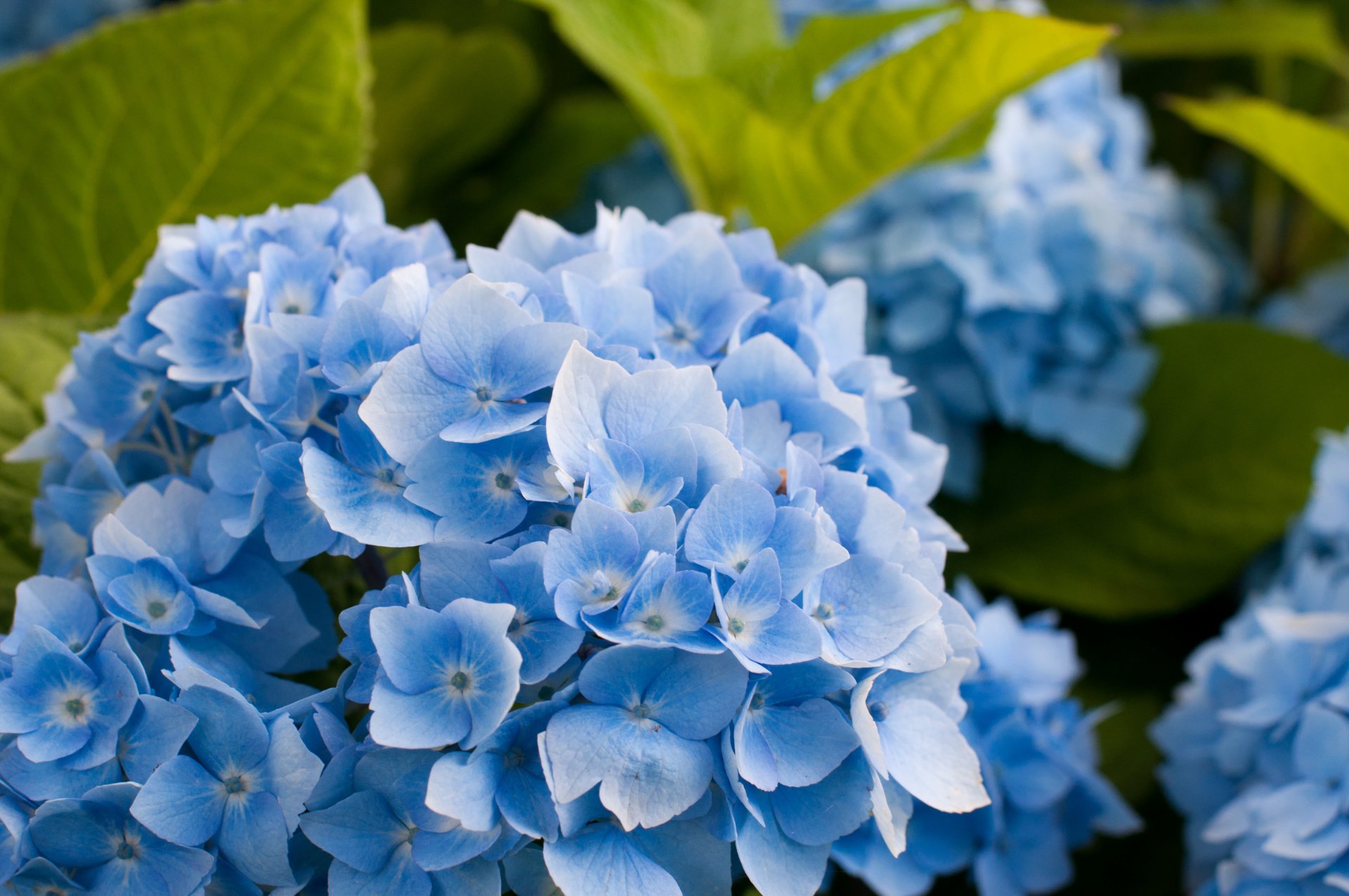 blue hydrangea inflorescence close up