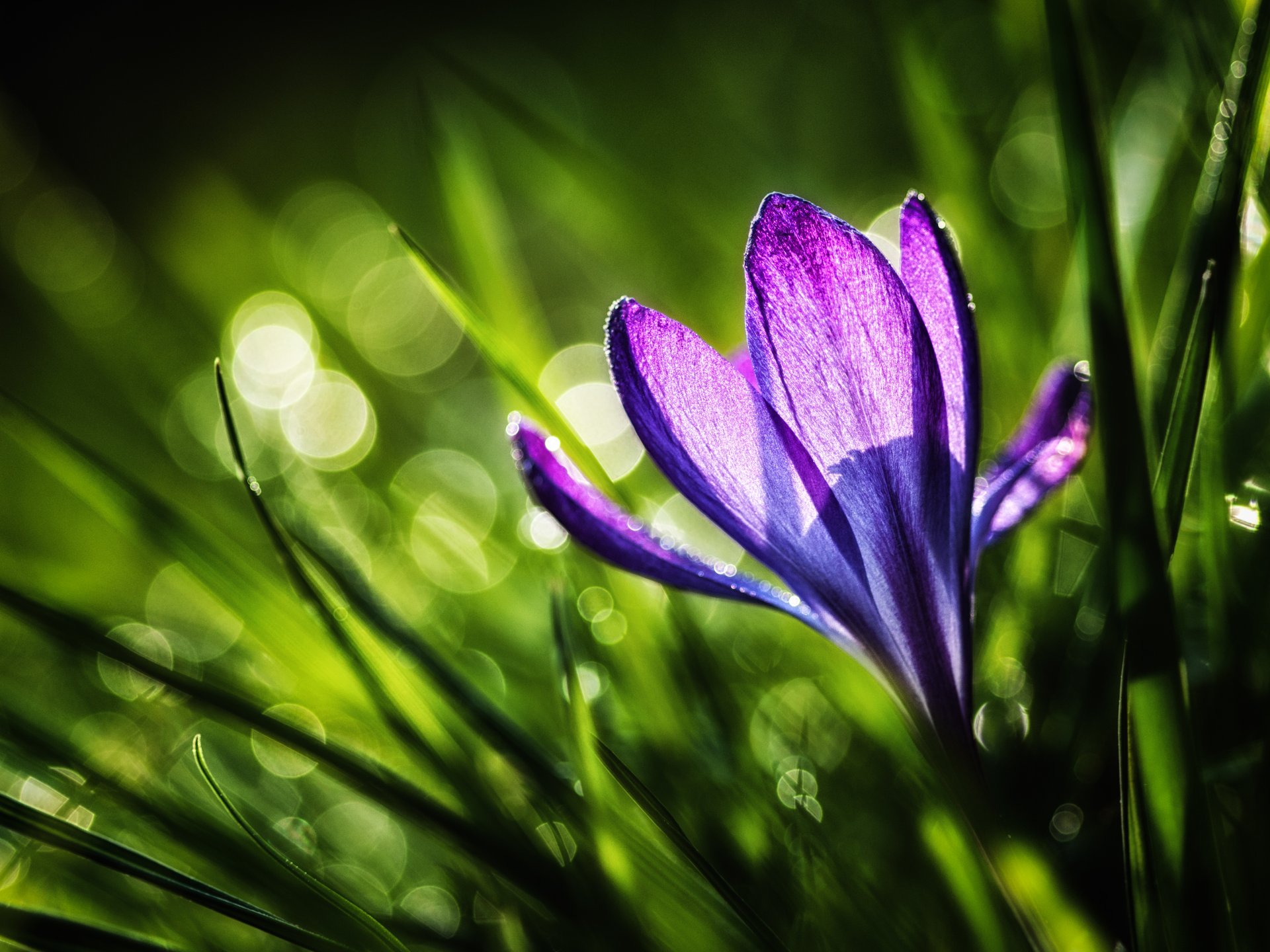 azafrán primavera hierba flor púrpura naturaleza sol luz