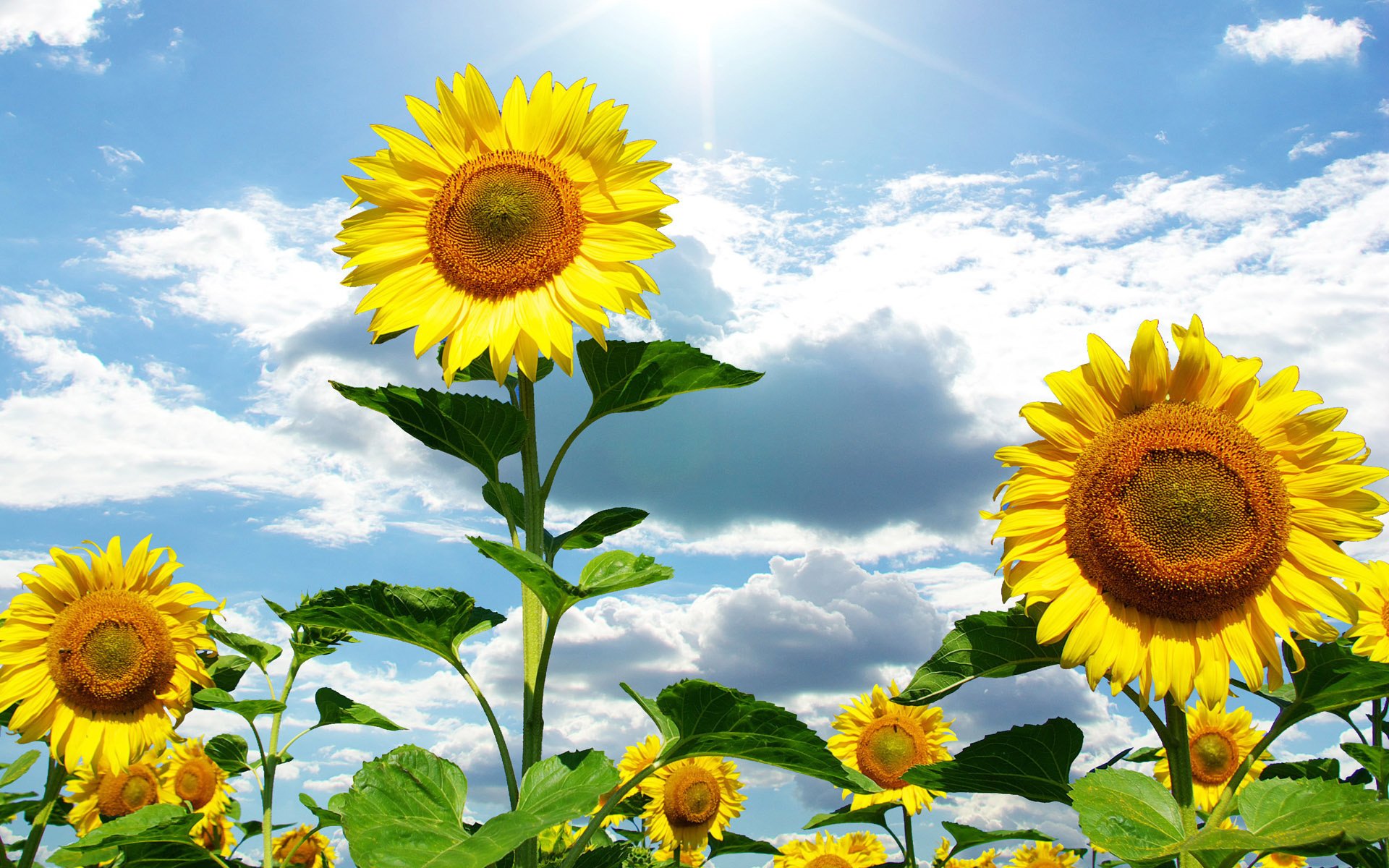 sonnenblumen blumen sommer himmel wolken sonne natur