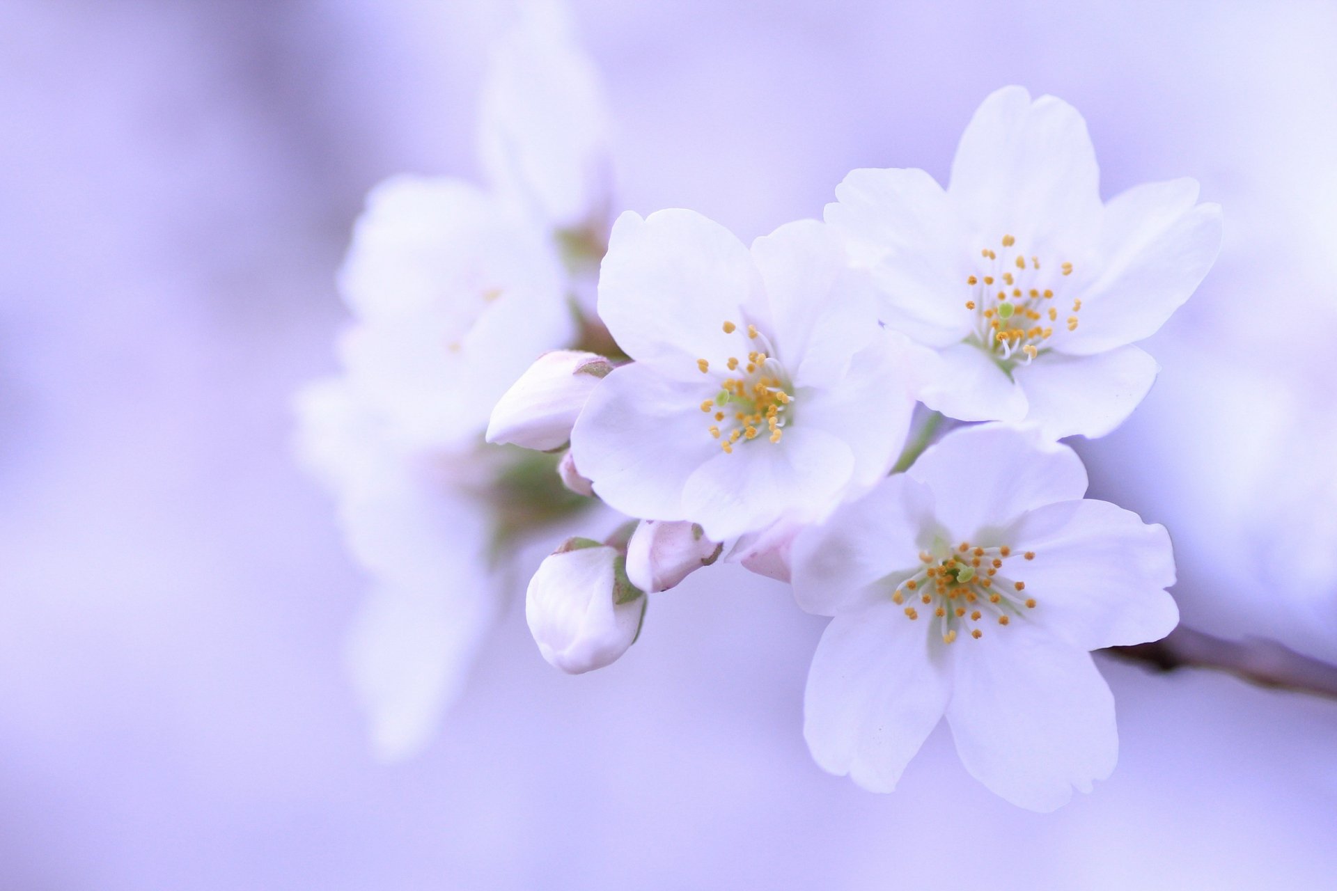 sakura cherry tree ramoscello fiori bianchi petali boccioli macro lilla sfondo