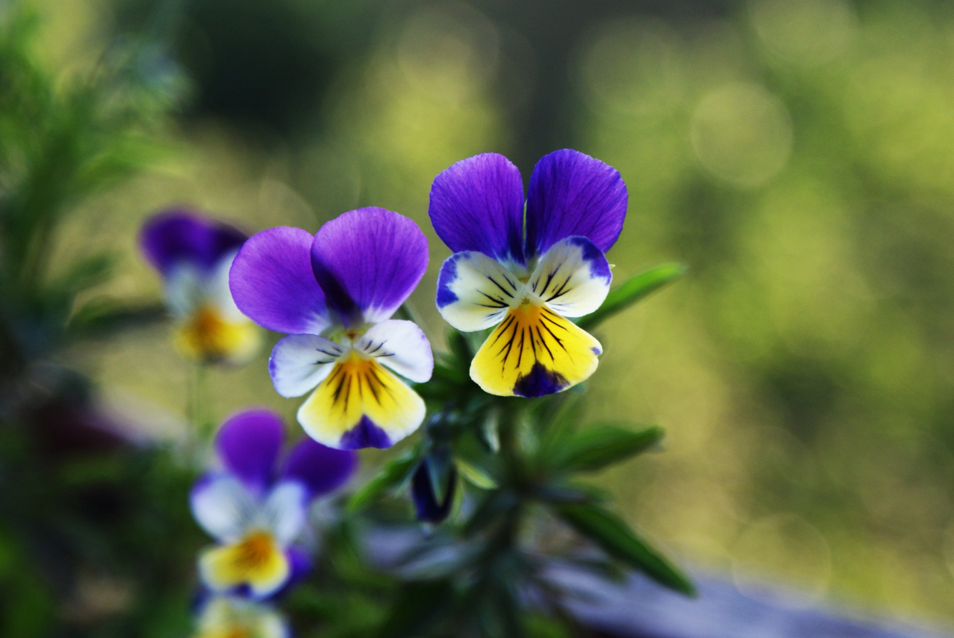 pensées violet deux